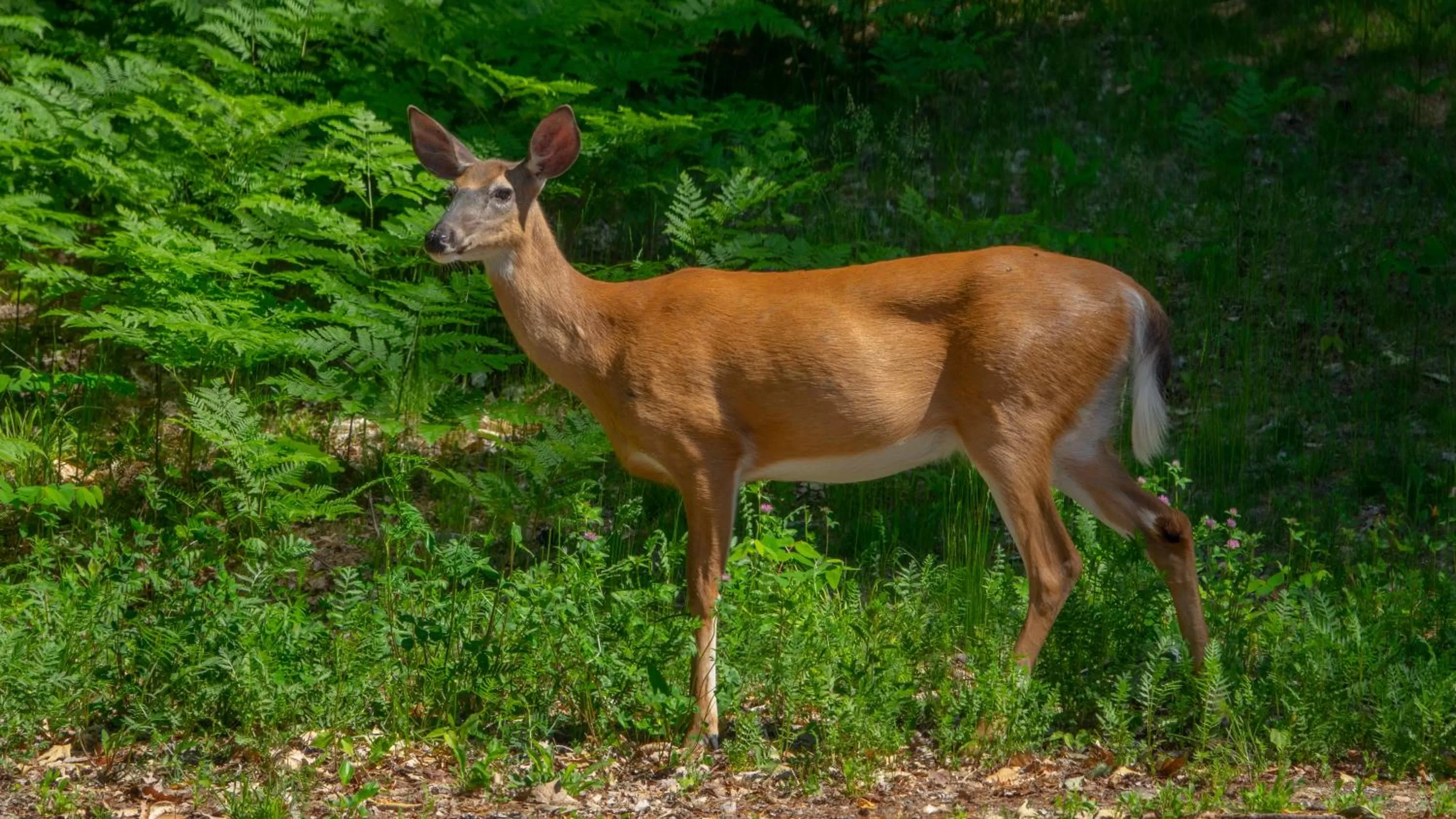 Animals in The Inn at Thorn Hill