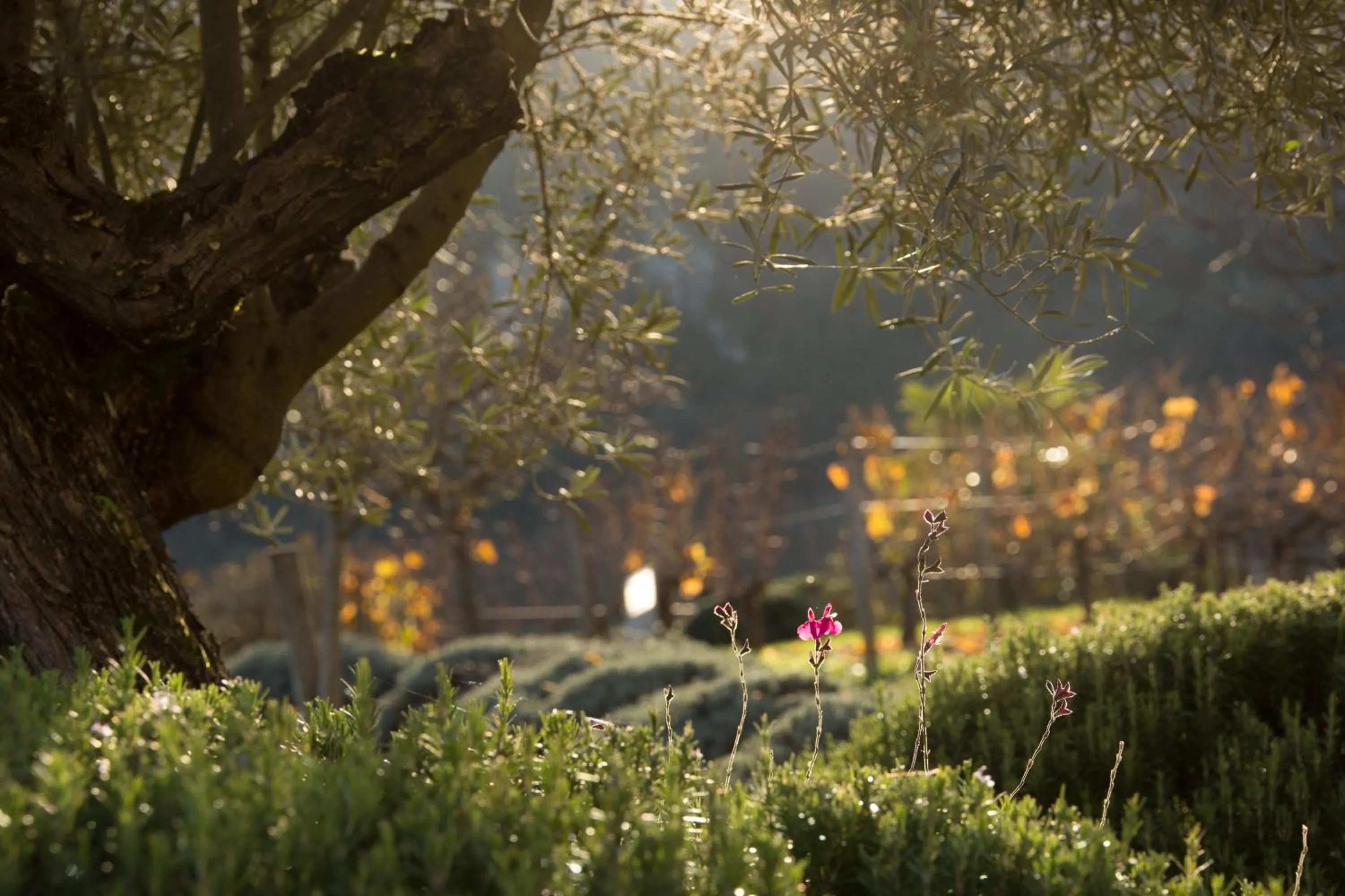 Natural landscape in Hôtel-Spa Le Saint Cirq