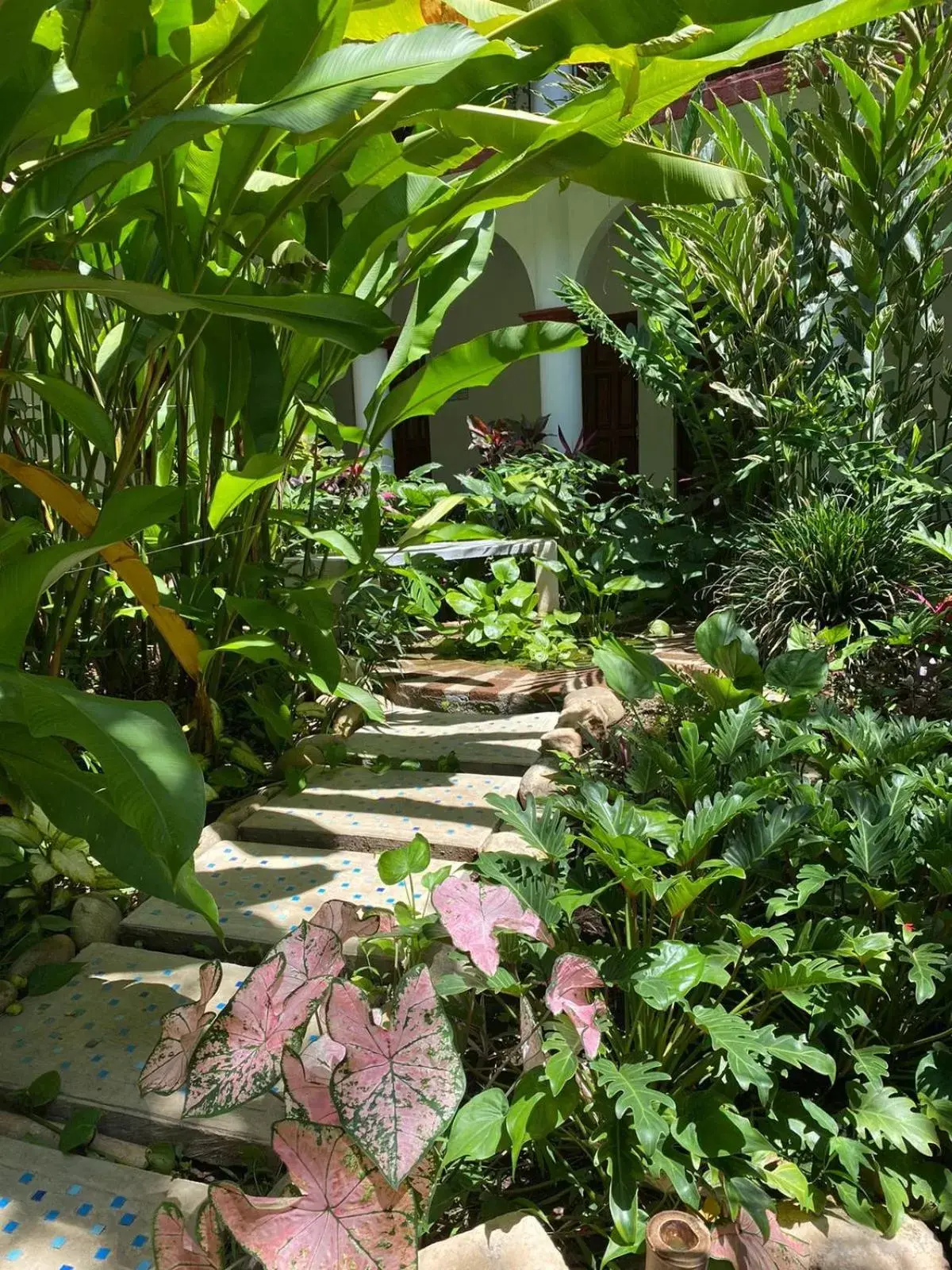 Garden view in Hotel La Ceiba