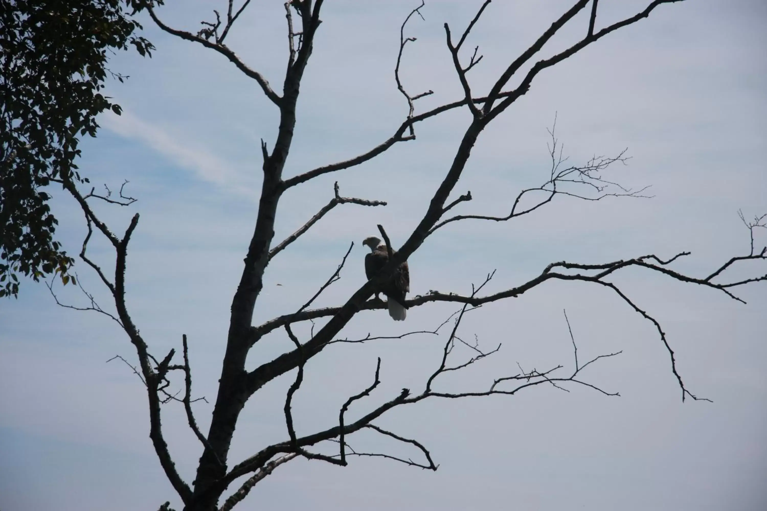 Area and facilities, Other Animals in Cliff Dweller on Lake Superior