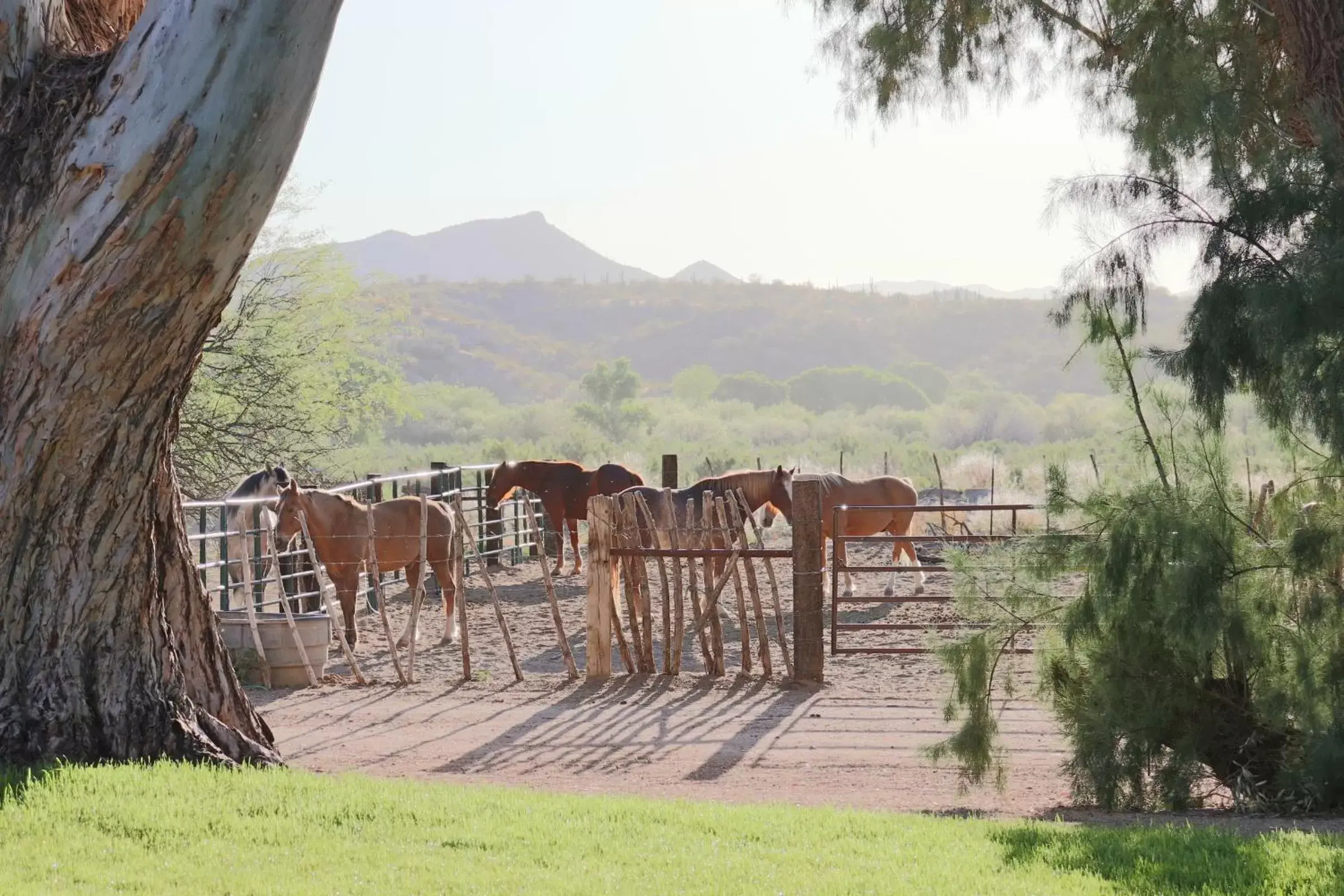 View (from property/room) in Kay El Bar Guest Ranch