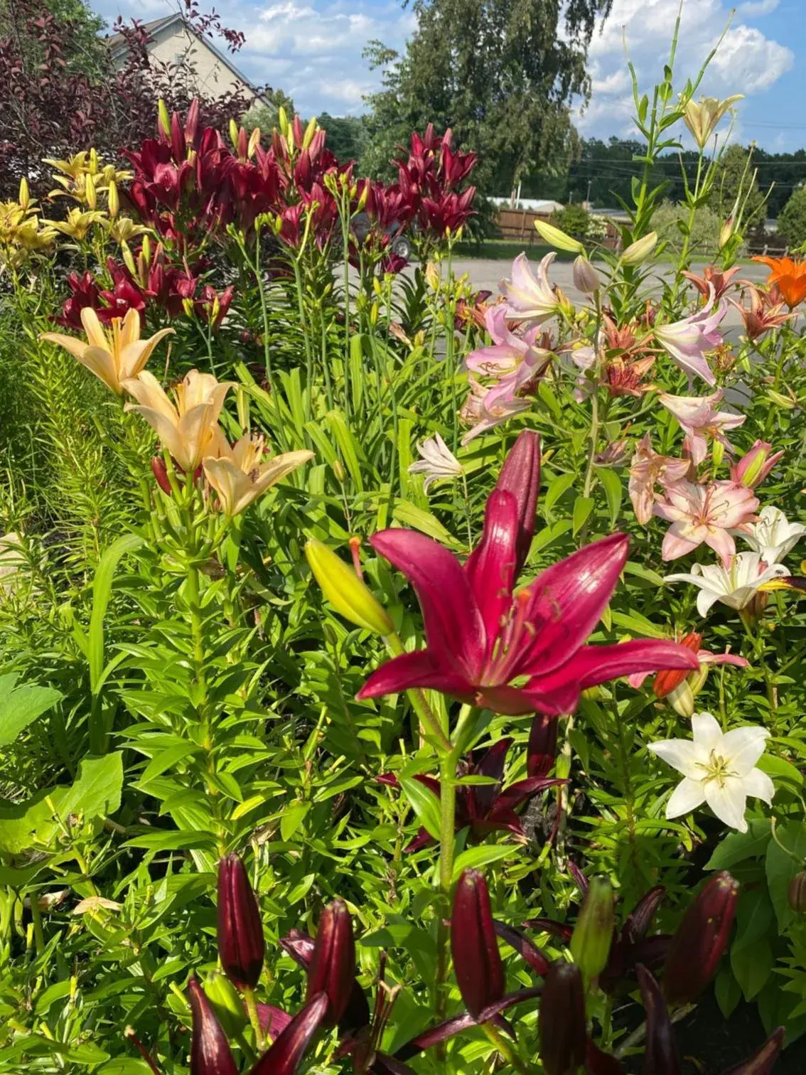 View (from property/room), Garden in The Black Mountain Inn