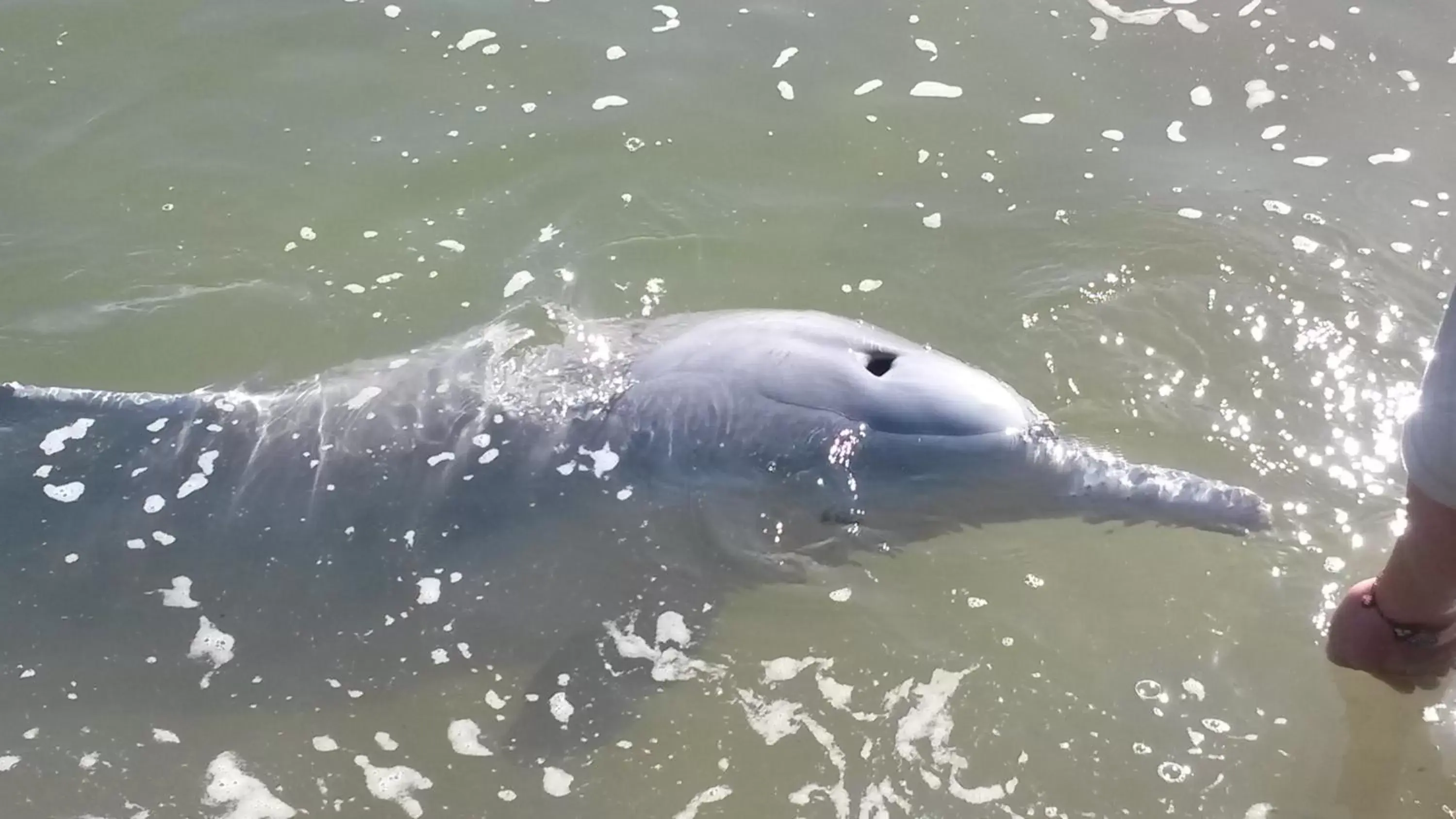 Animals, Other Animals in Tin Can Bay's Sleepy Lagoon Motel