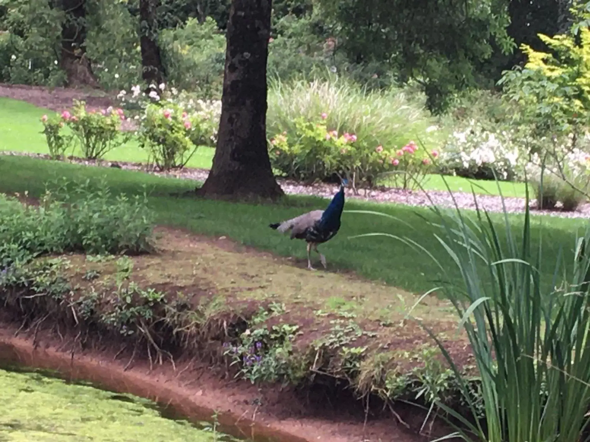 Nearby landmark, Other Animals in « Chez Annie »