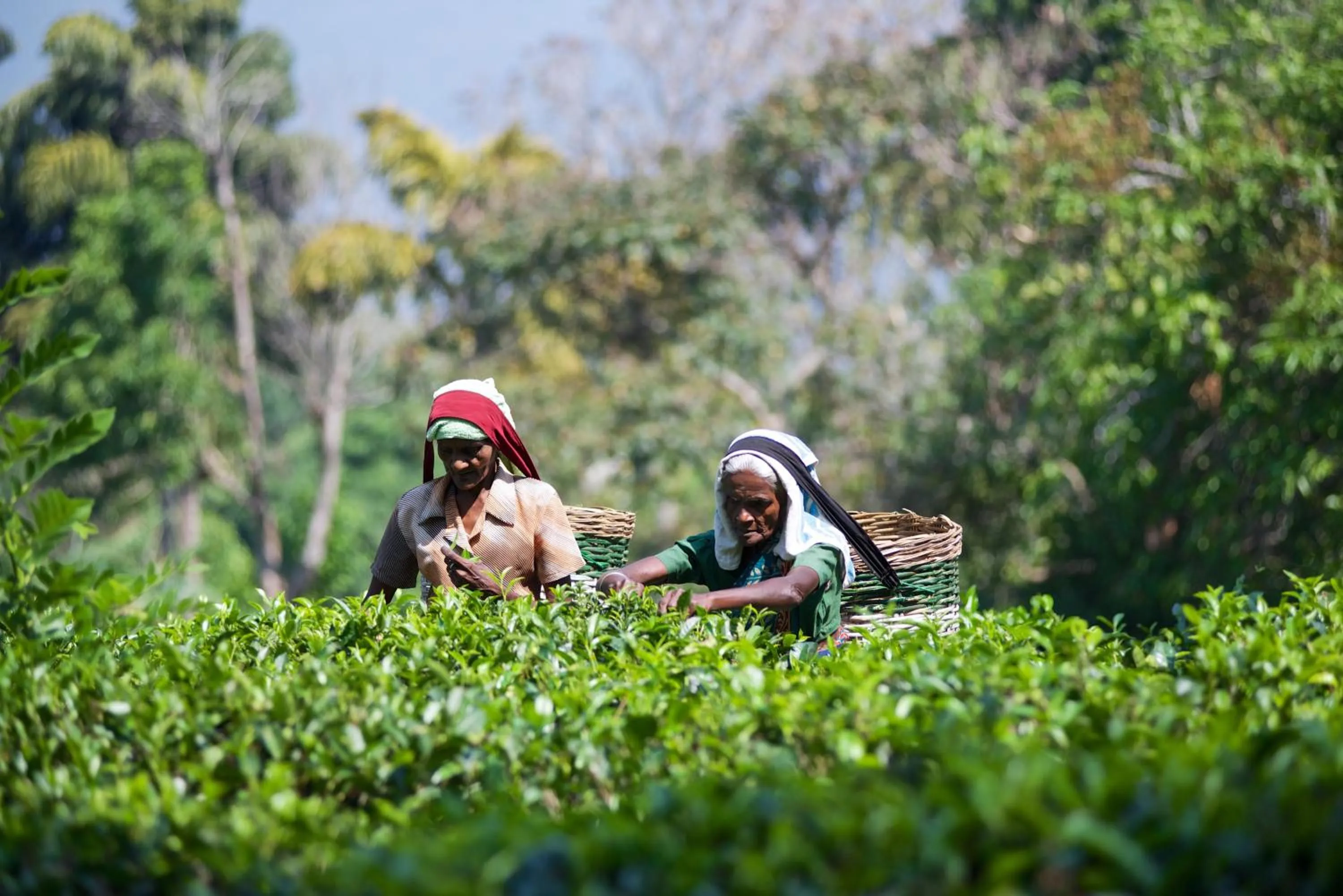 Other in Mountbatten Bungalow- Thema Collection