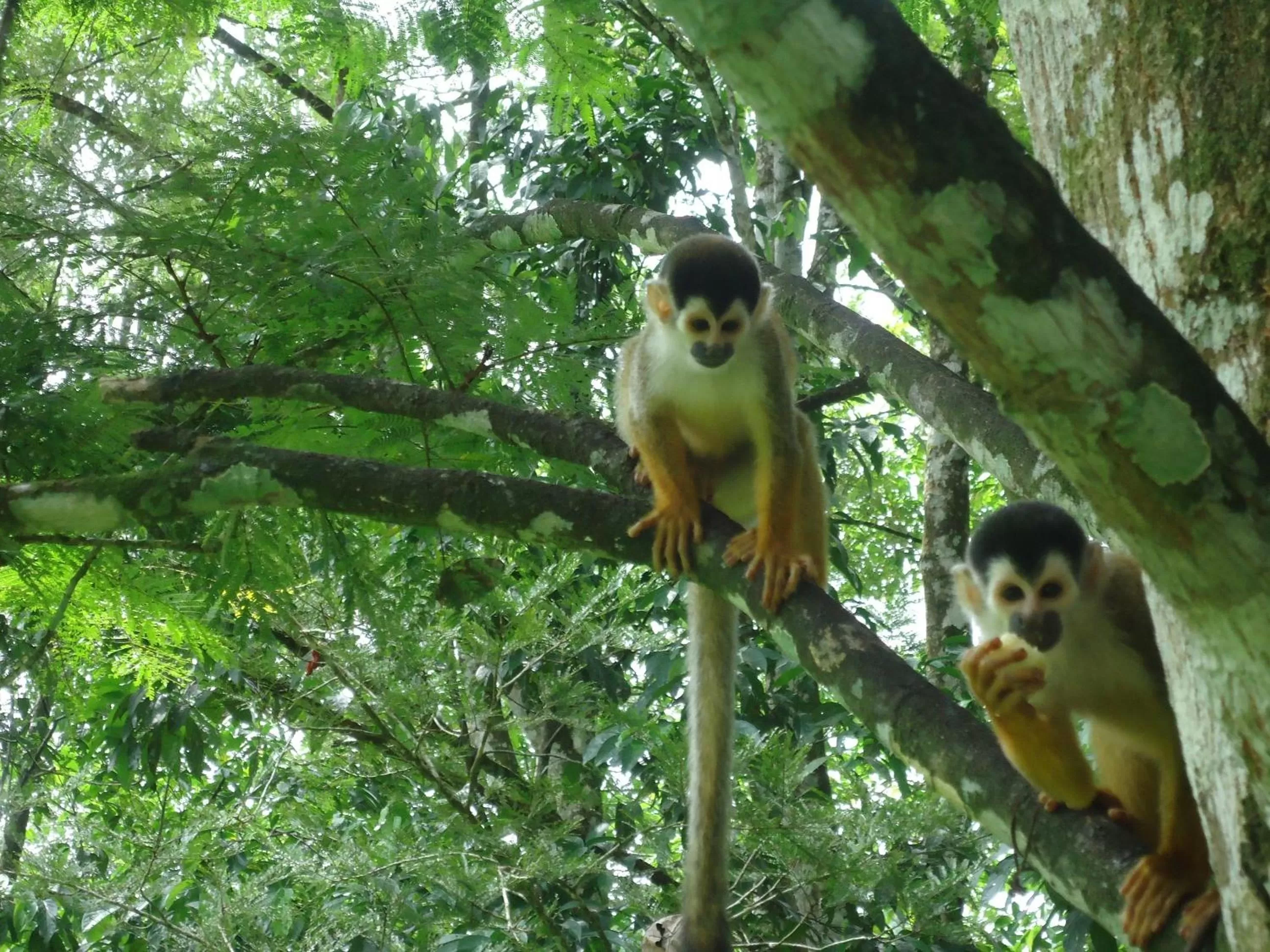 Animals, Other Animals in La Purruja Lodge