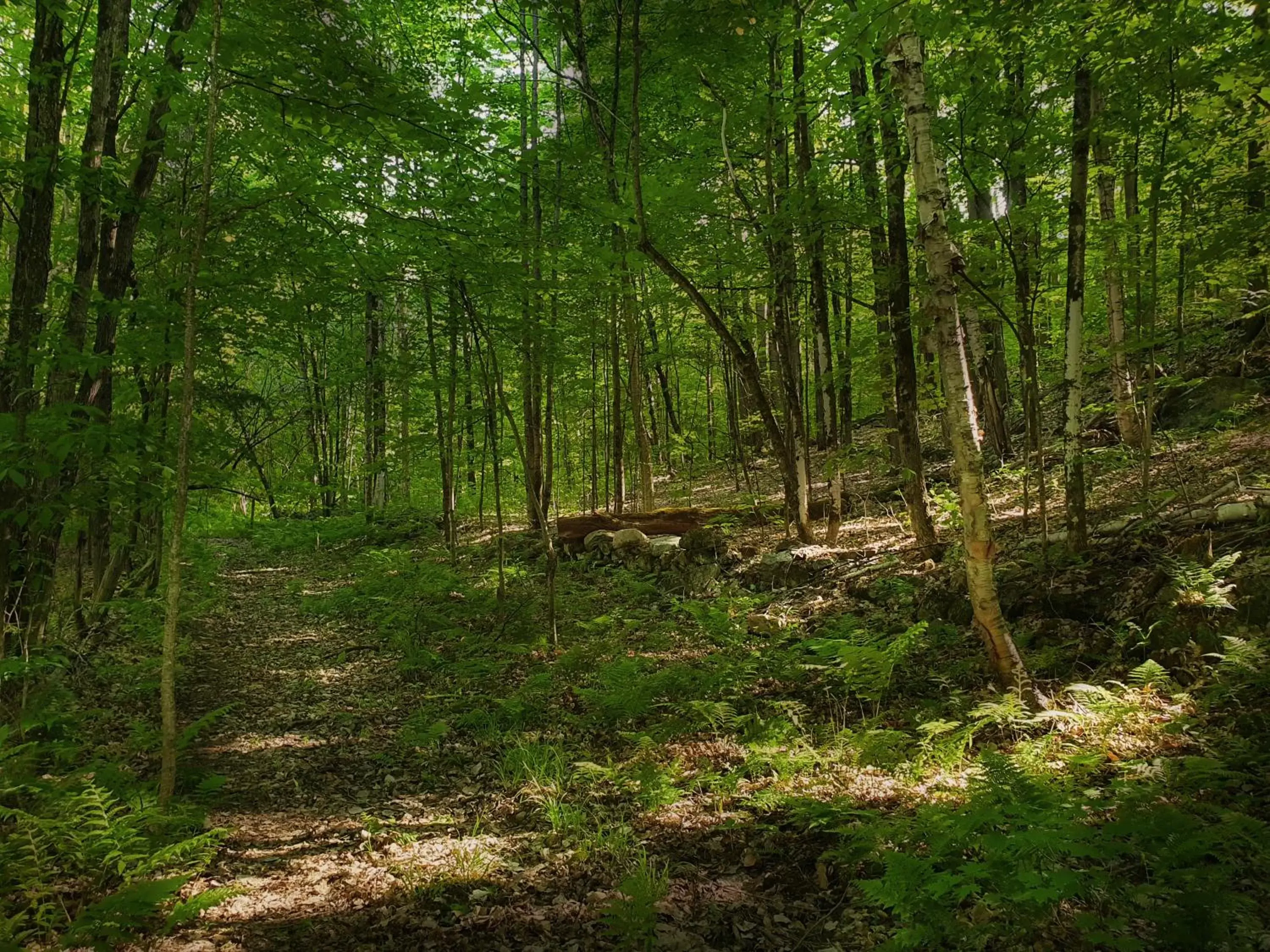 Natural Landscape in Le Salon des Inconnus