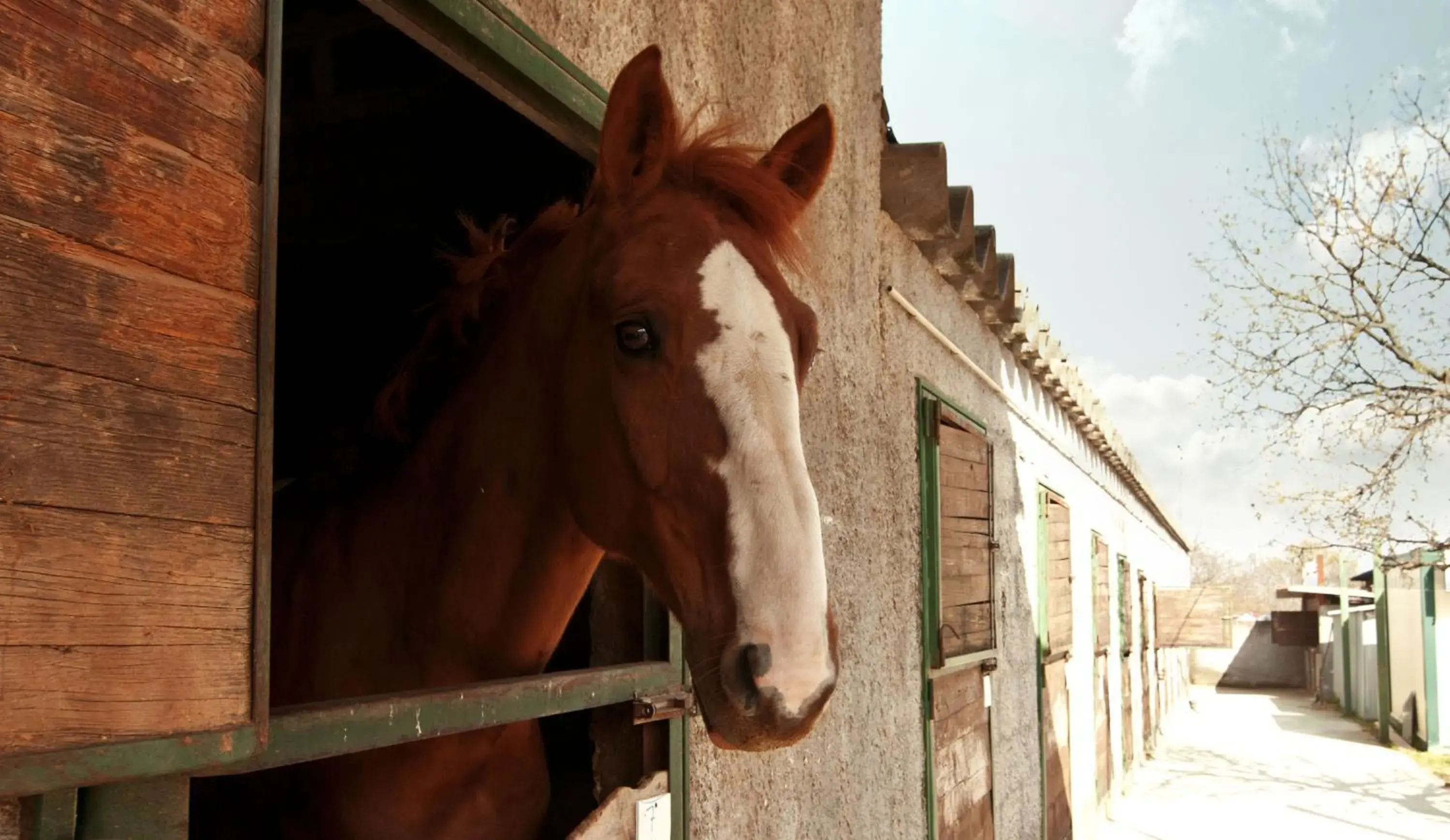 Pets in Agriturismo Fasano