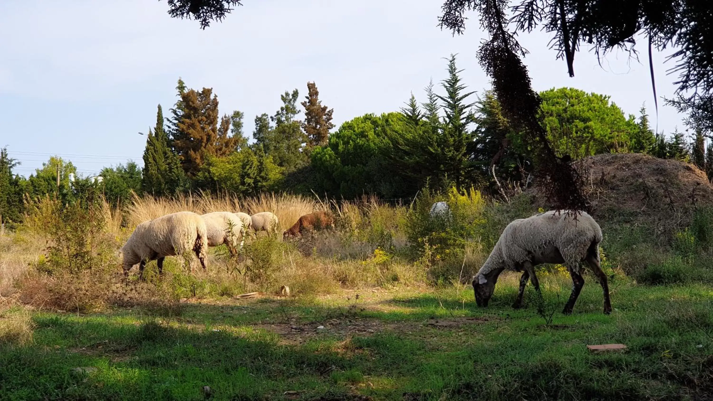 Animals, Other Animals in La Casa del Torreón