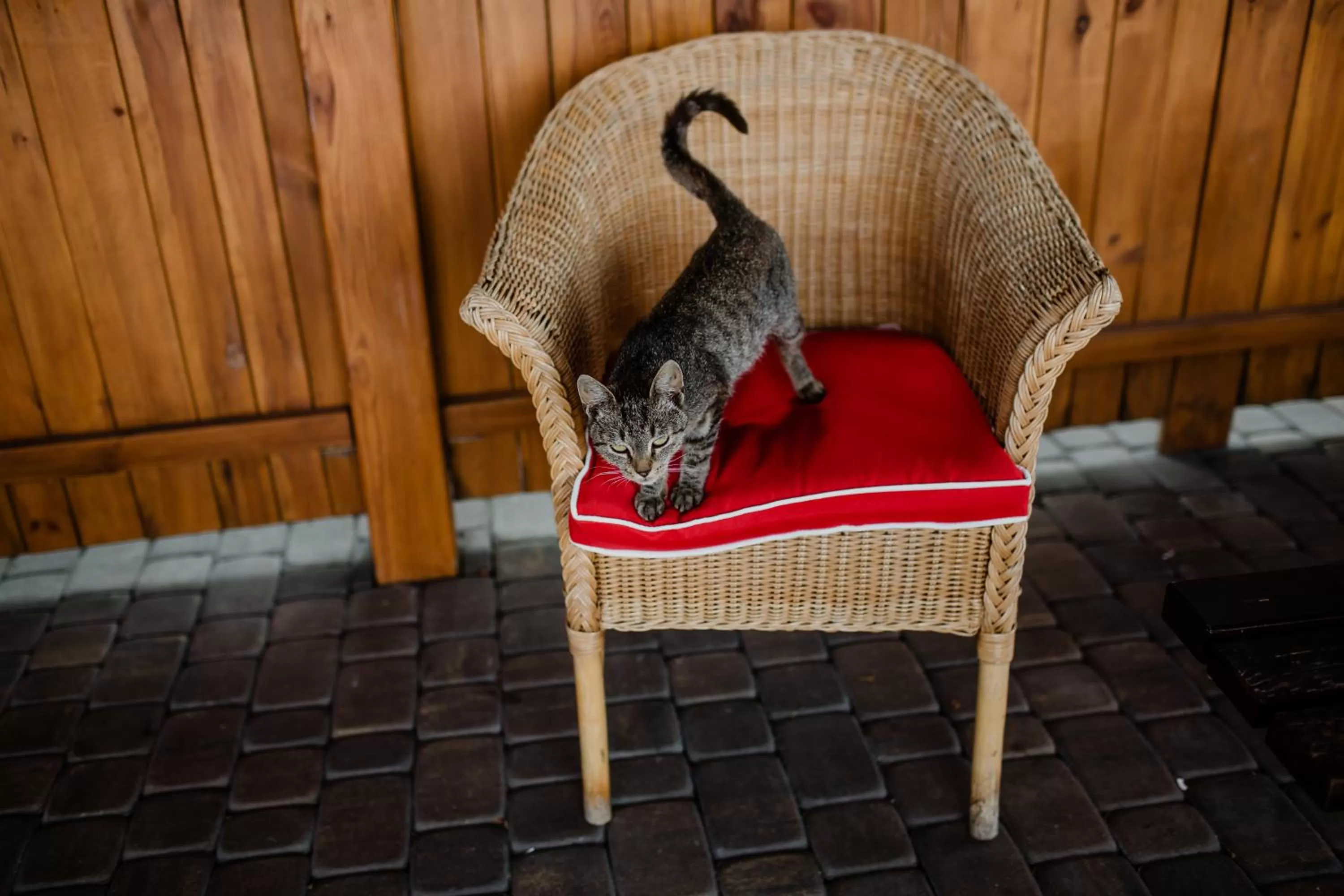 Pets in Gosciniec Zacisze