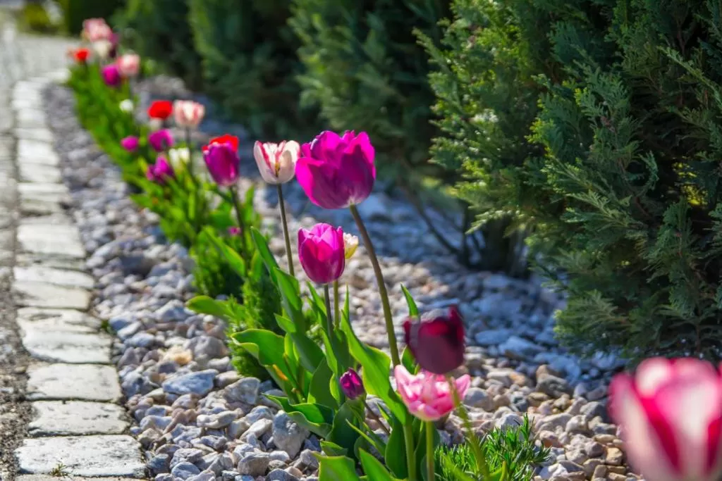 Natural landscape in Noclegi Biała Róża