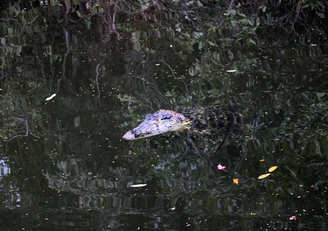 Animals in Uiara Amazon Resort