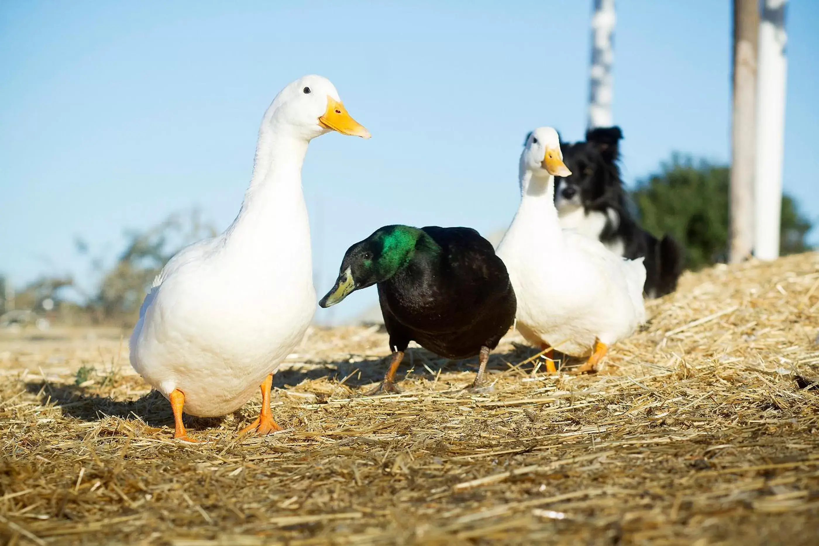 Other Animals in Rêves de Moutons