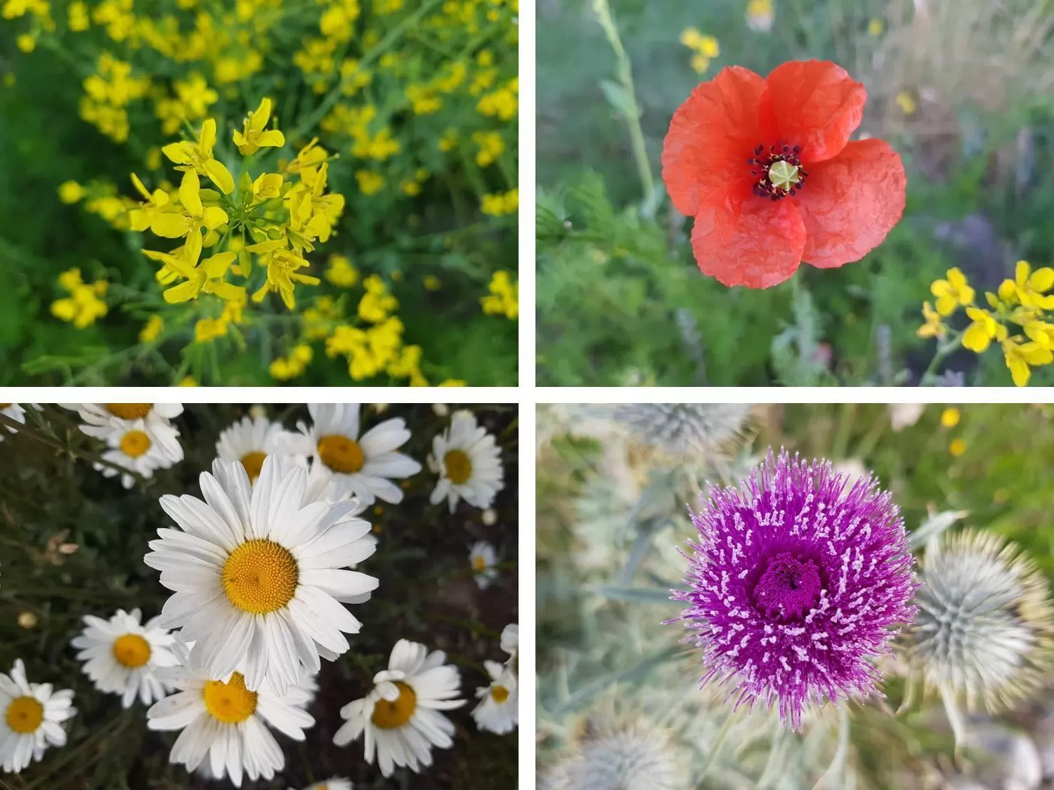 Garden in Hotel Casa Verde
