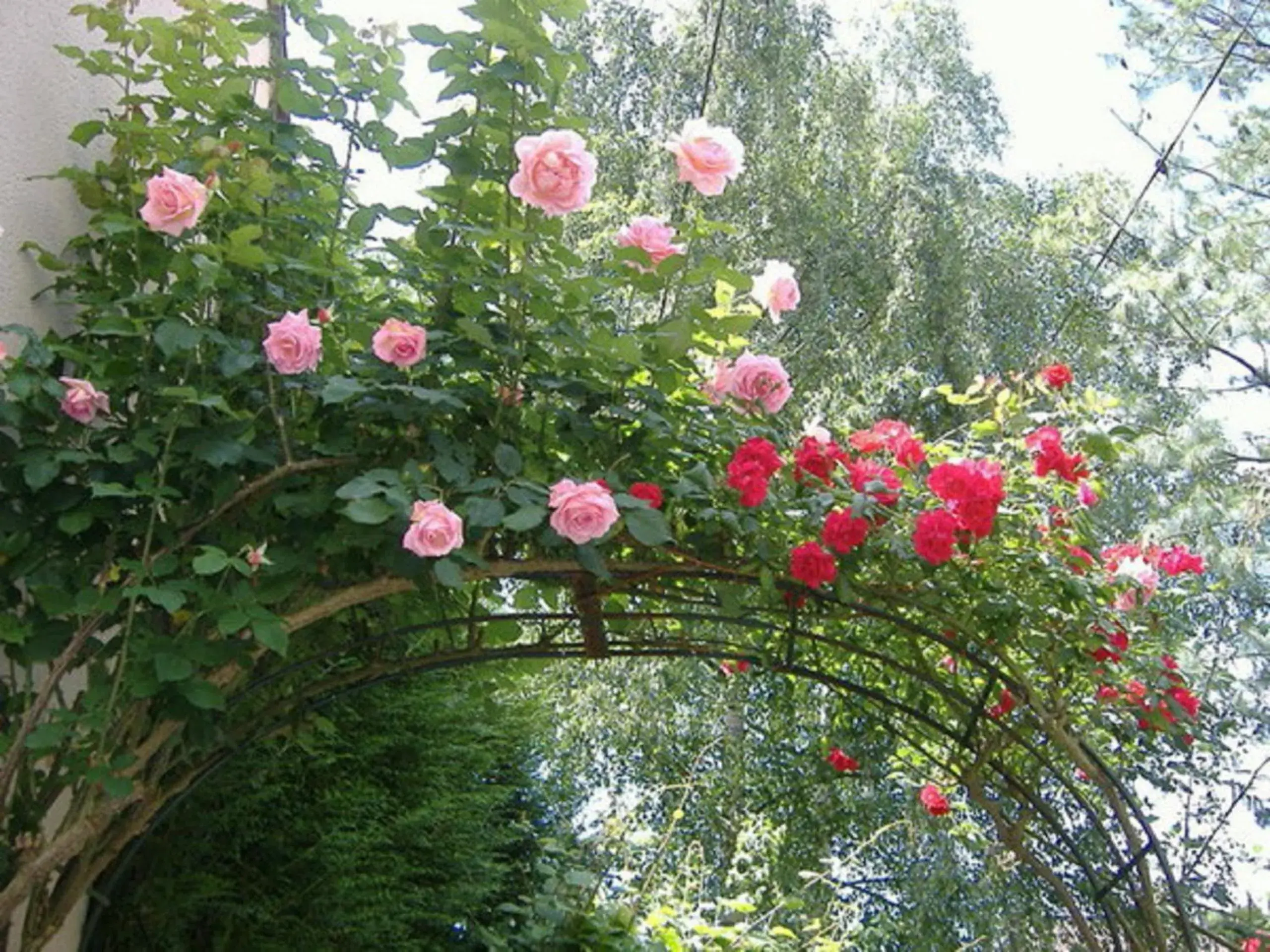 Bird's eye view, Garden in Flame Flowers Homestay