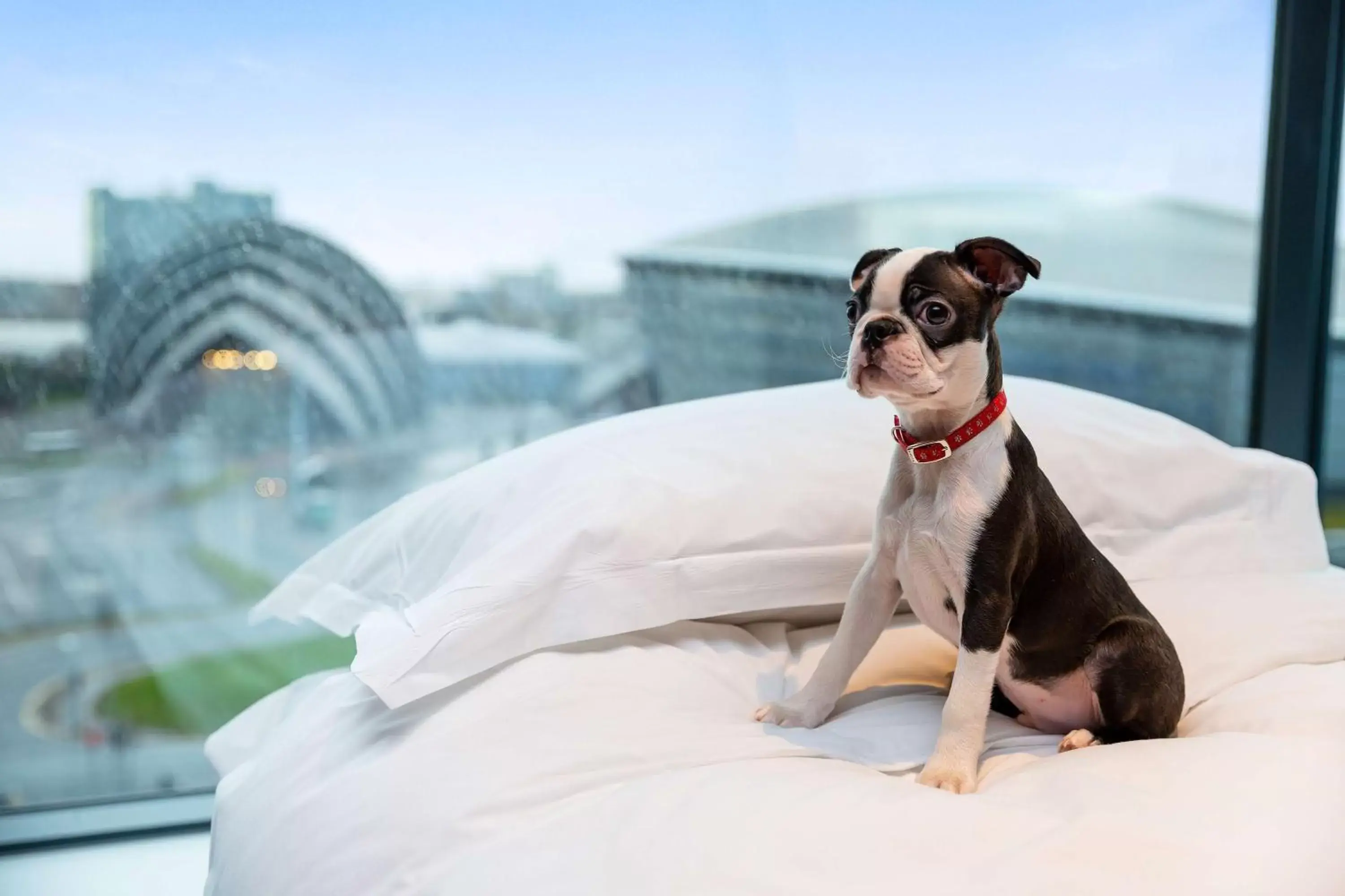 Property building, Pets in Radisson RED Hotel, Glasgow