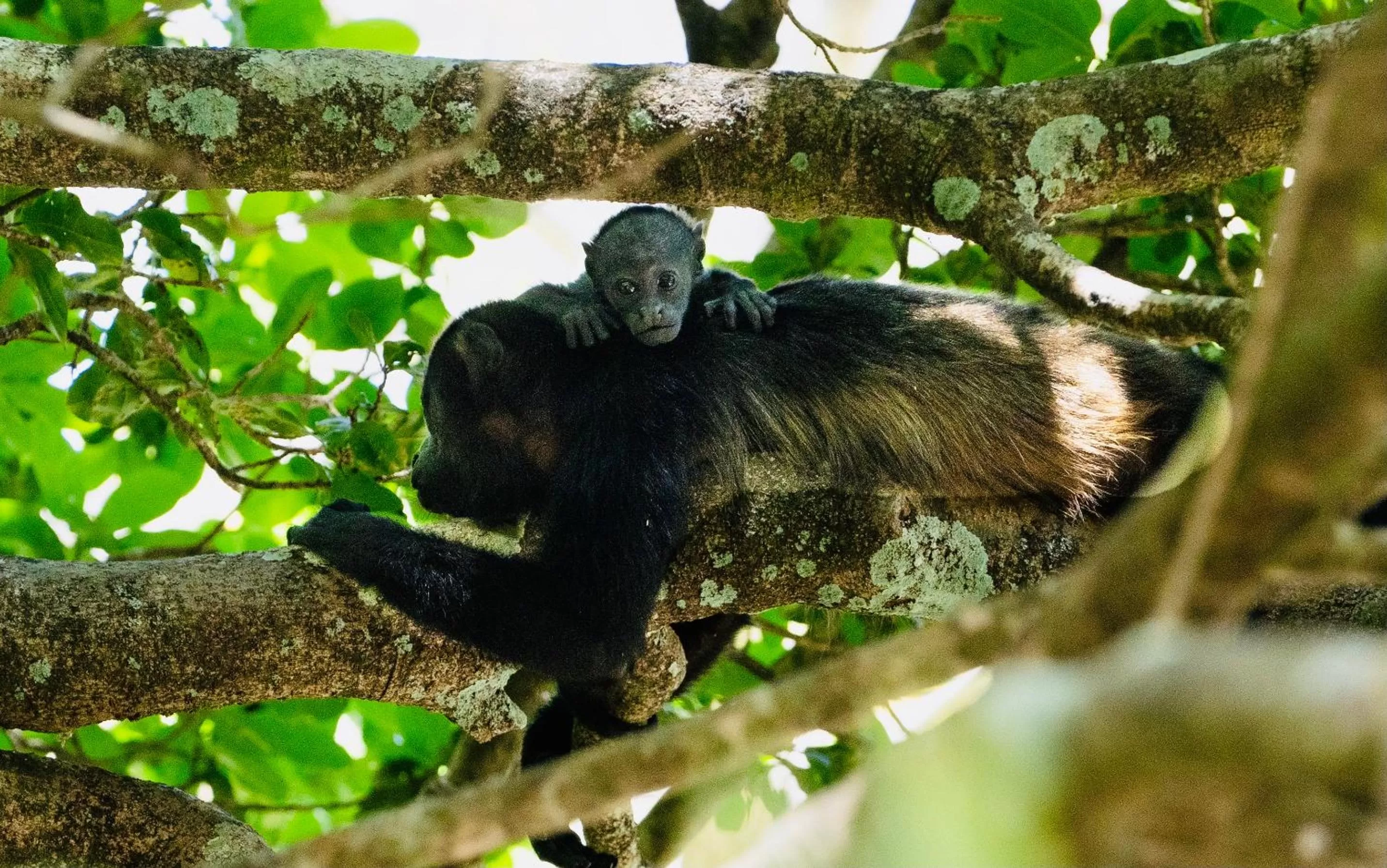 Other Animals in Antema Lodge Secteur Tamarindo, piscine, yoga, gym, jungle et paix