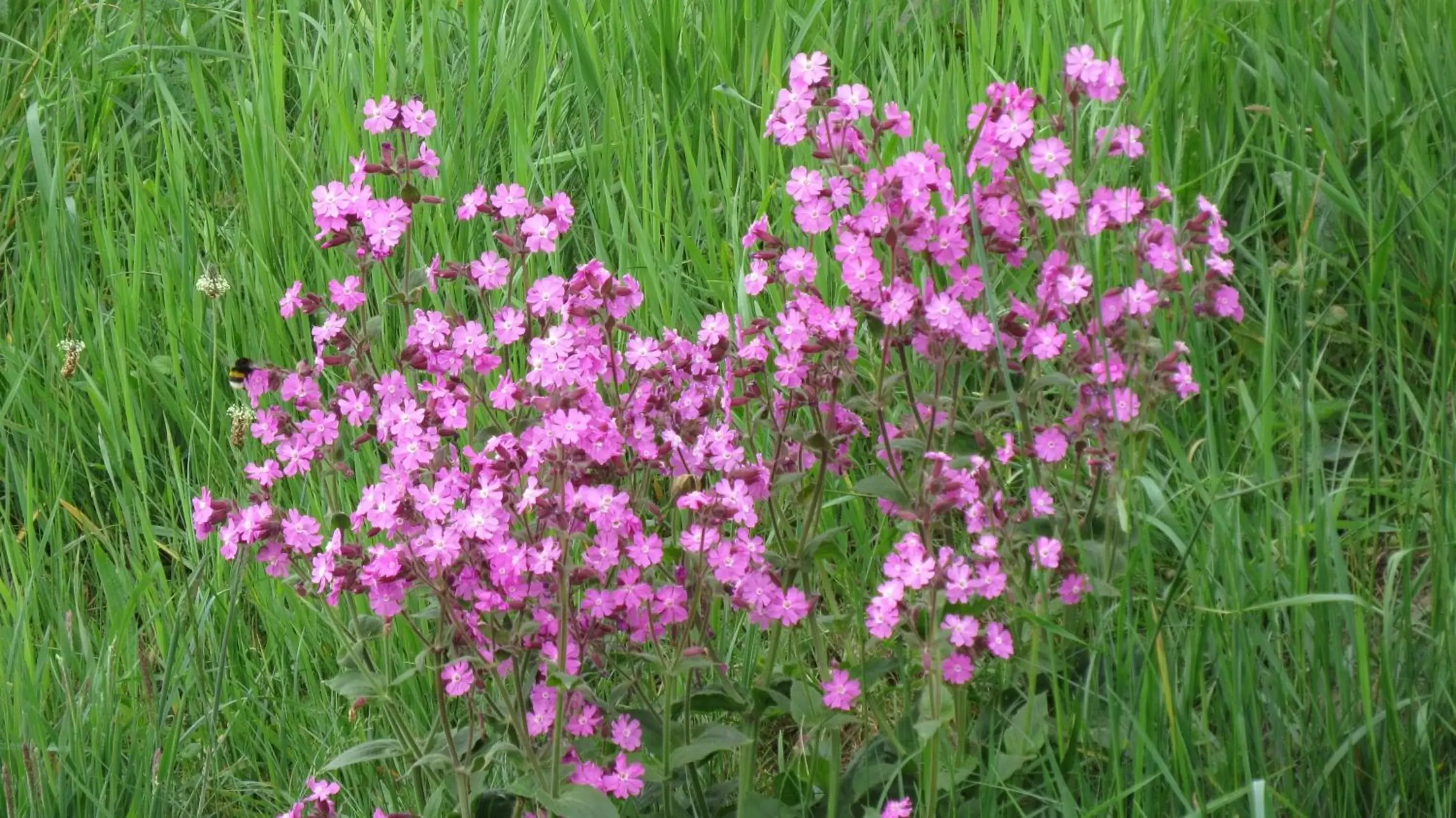 Garden in 't Zwanemeer