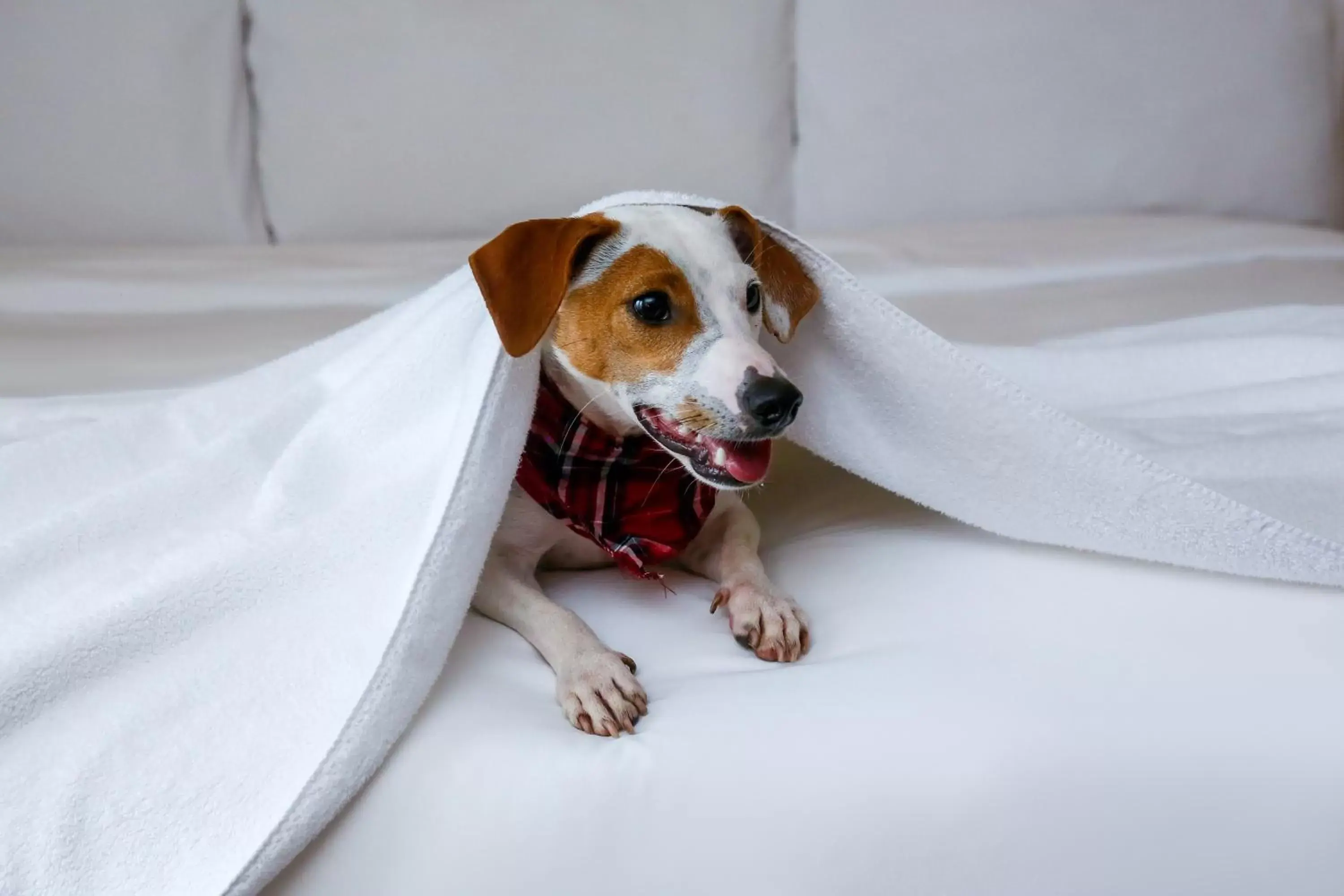 Pets in Radisson Blu São Paulo