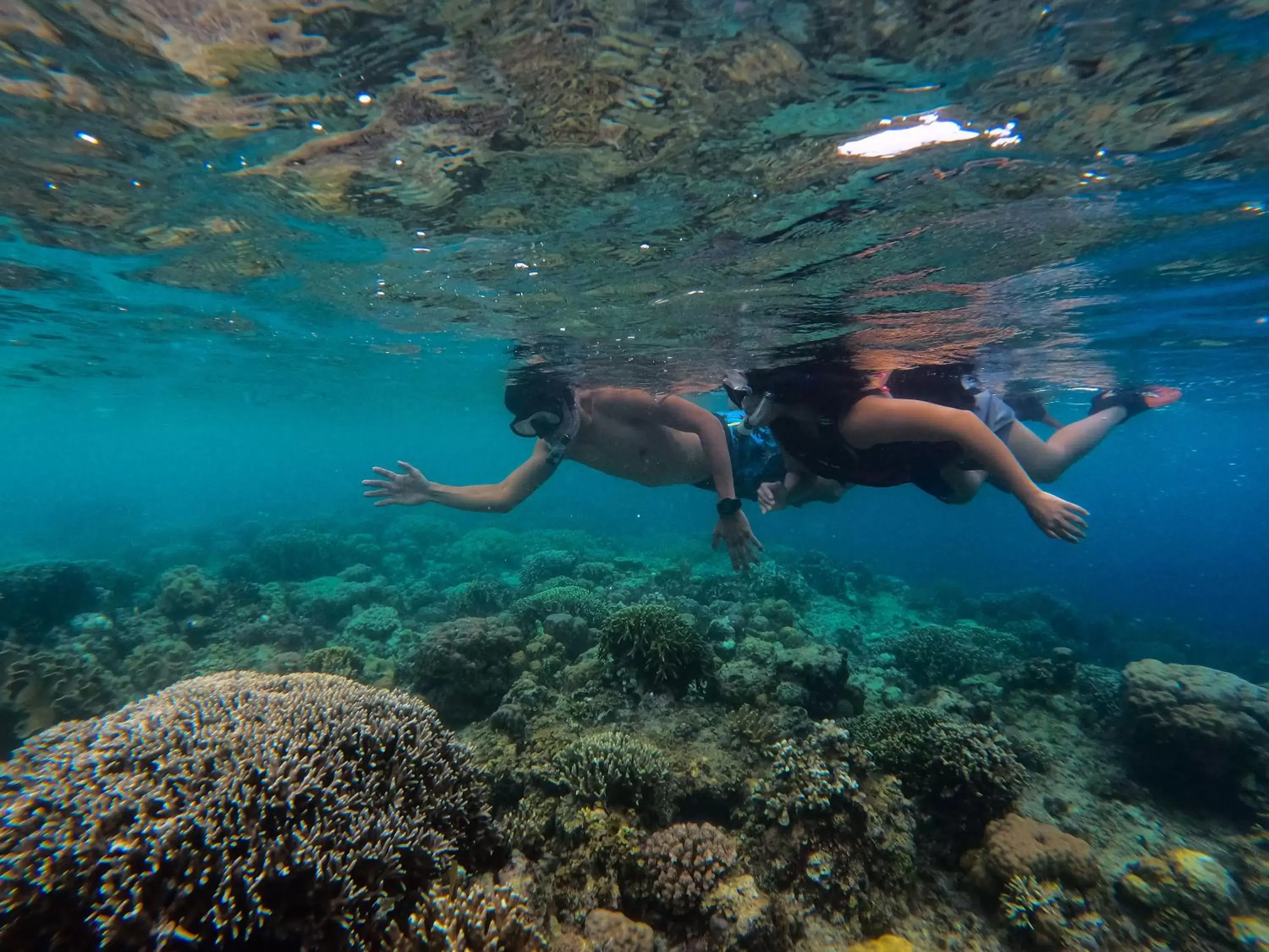 Snorkeling, Other Animals in Pescadores Suites Moalboal