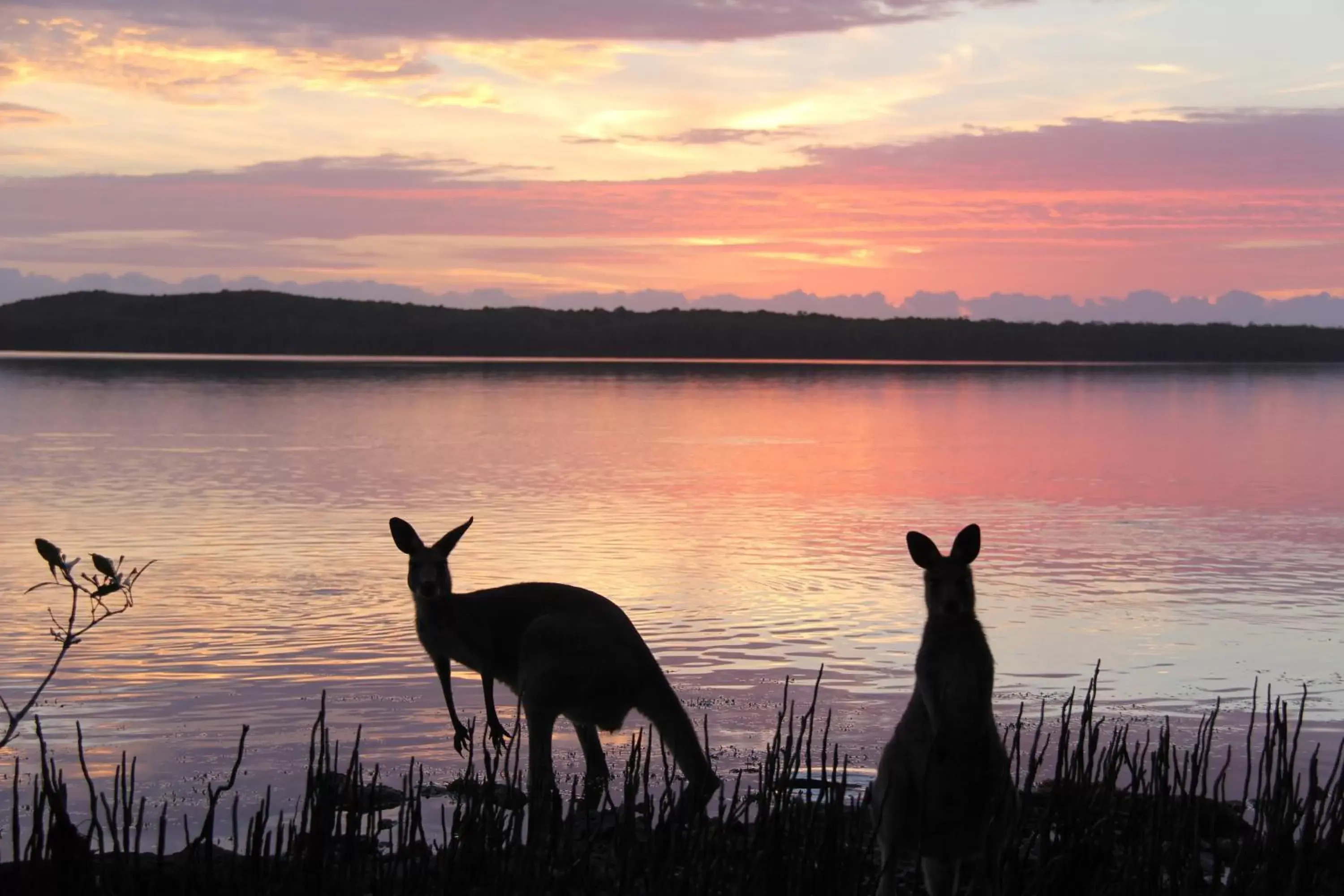Animals, Other Animals in Eumarella Shores Noosa Lake Retreat