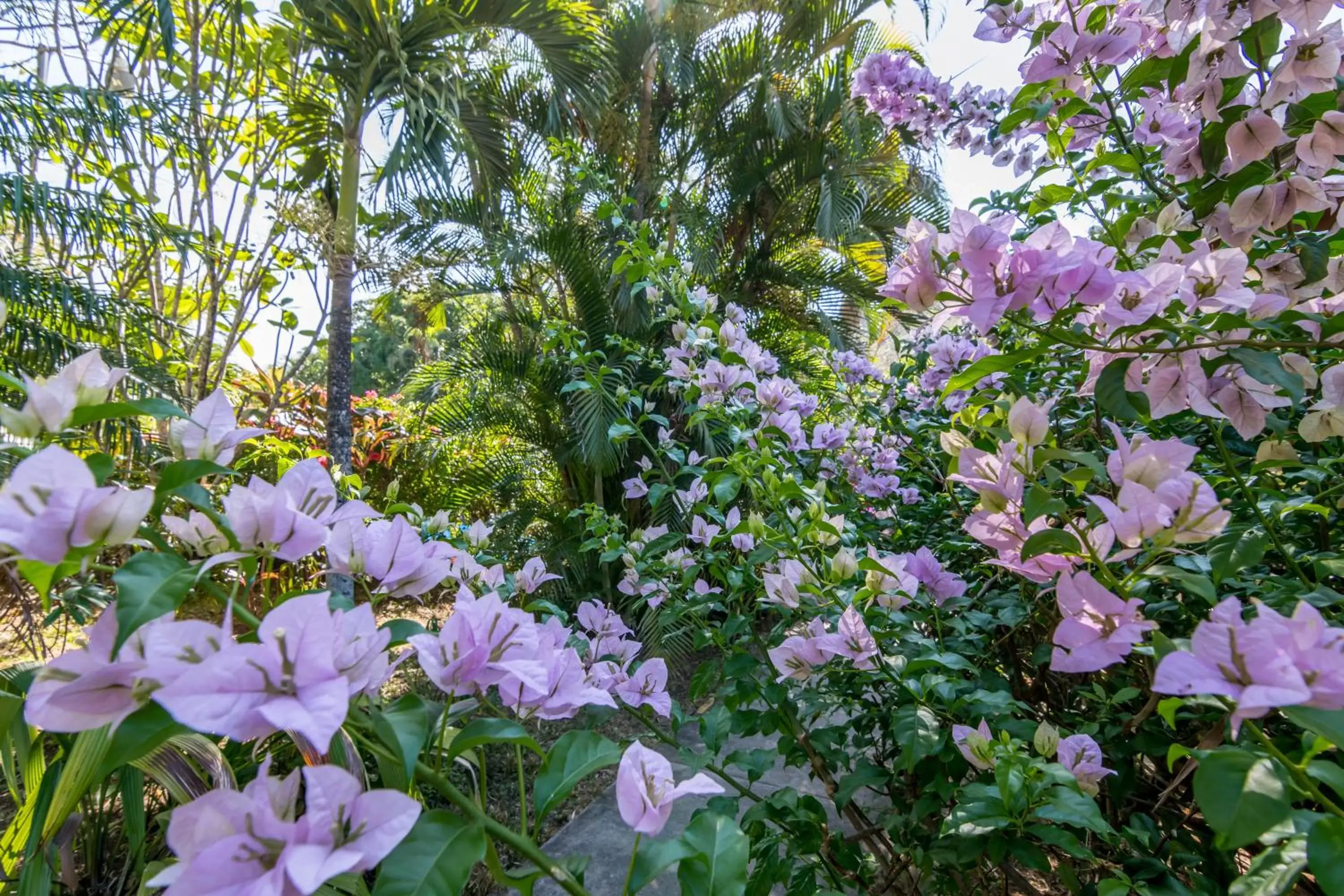 Garden in Hotel Colinas del Sol