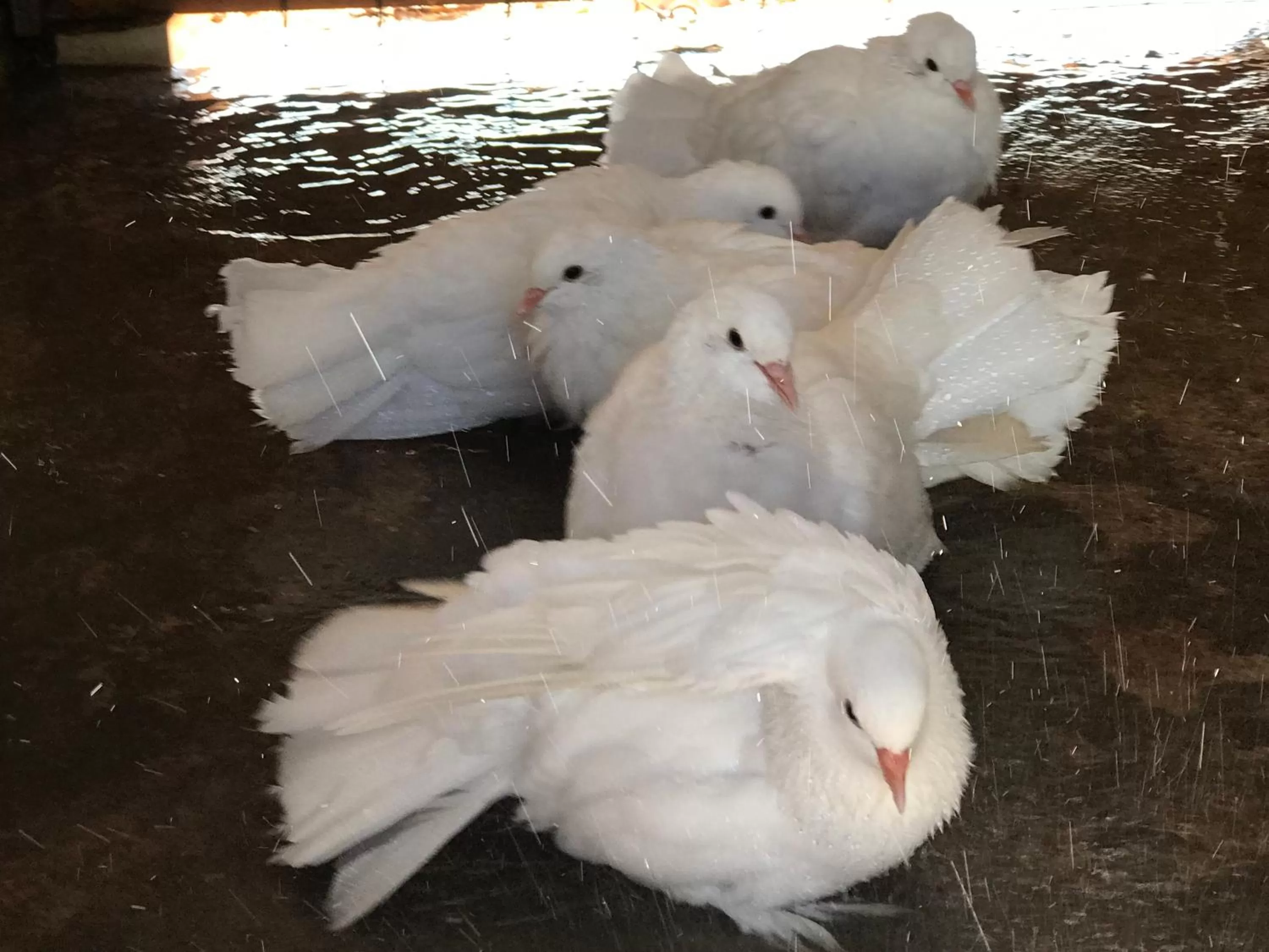 Pets in Relais Masseria della Colomba - Agriturismo