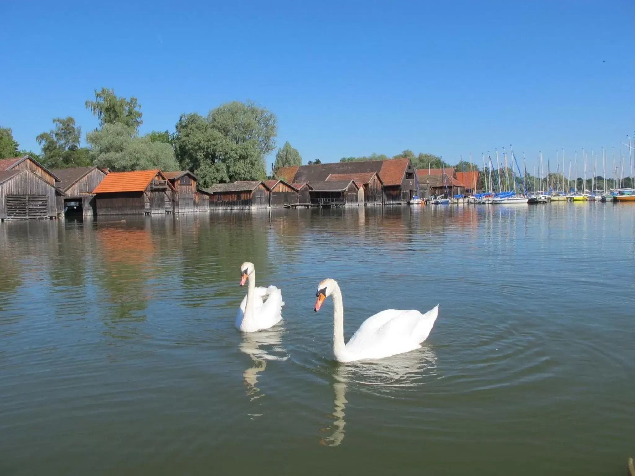 Area and facilities, Other Animals in Hotel zur Post