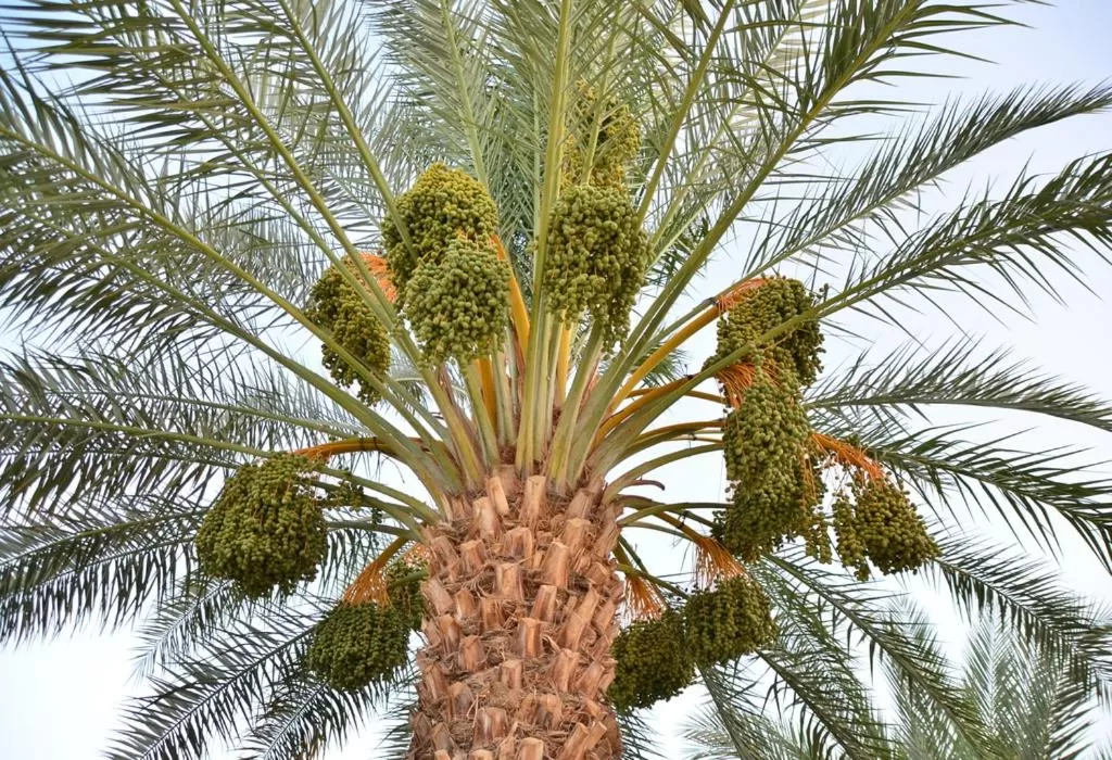 Garden in Auberg-Inn Guesthouse