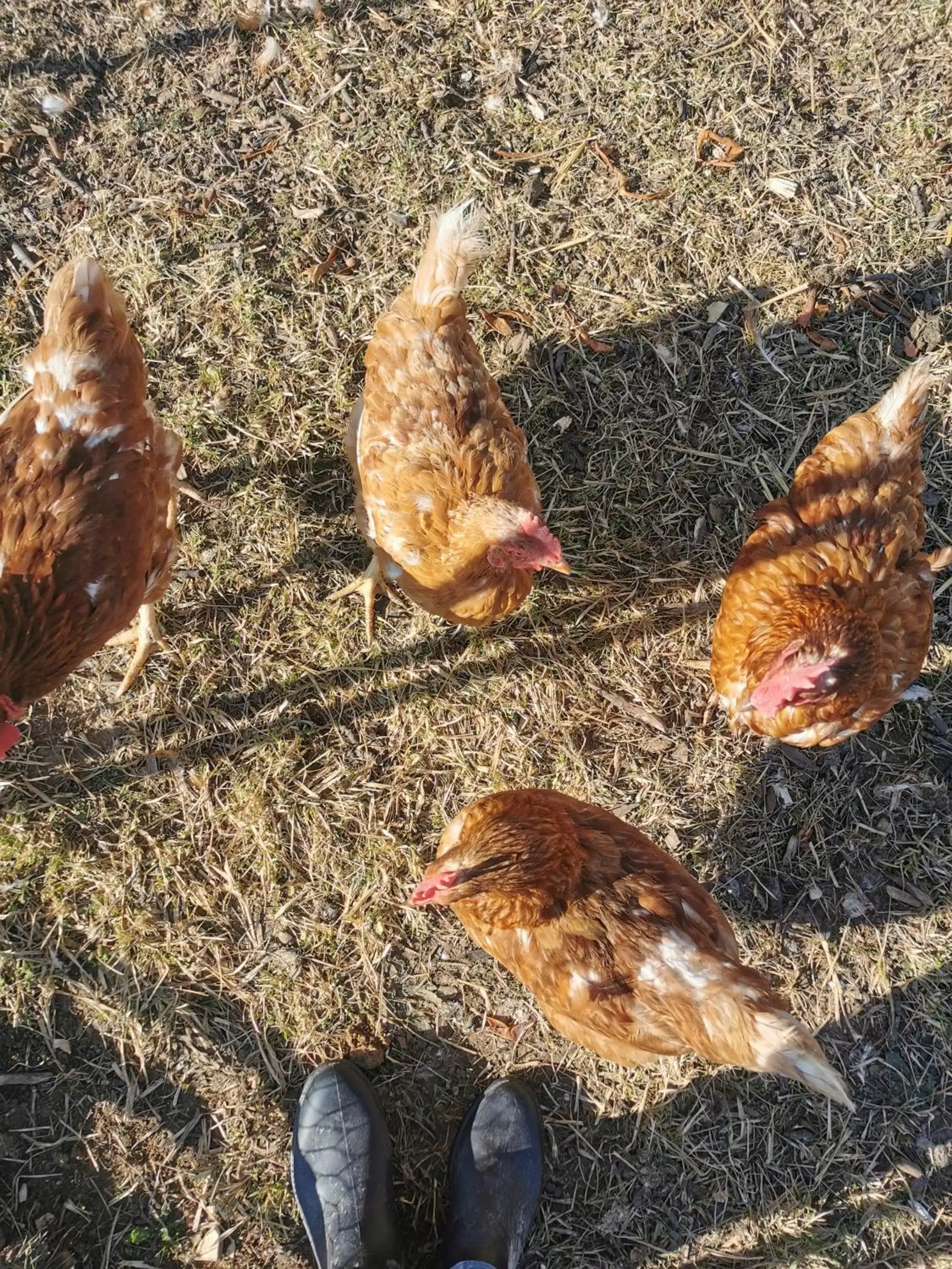 Garden, Other Animals in Au Jardin des Deux Roches