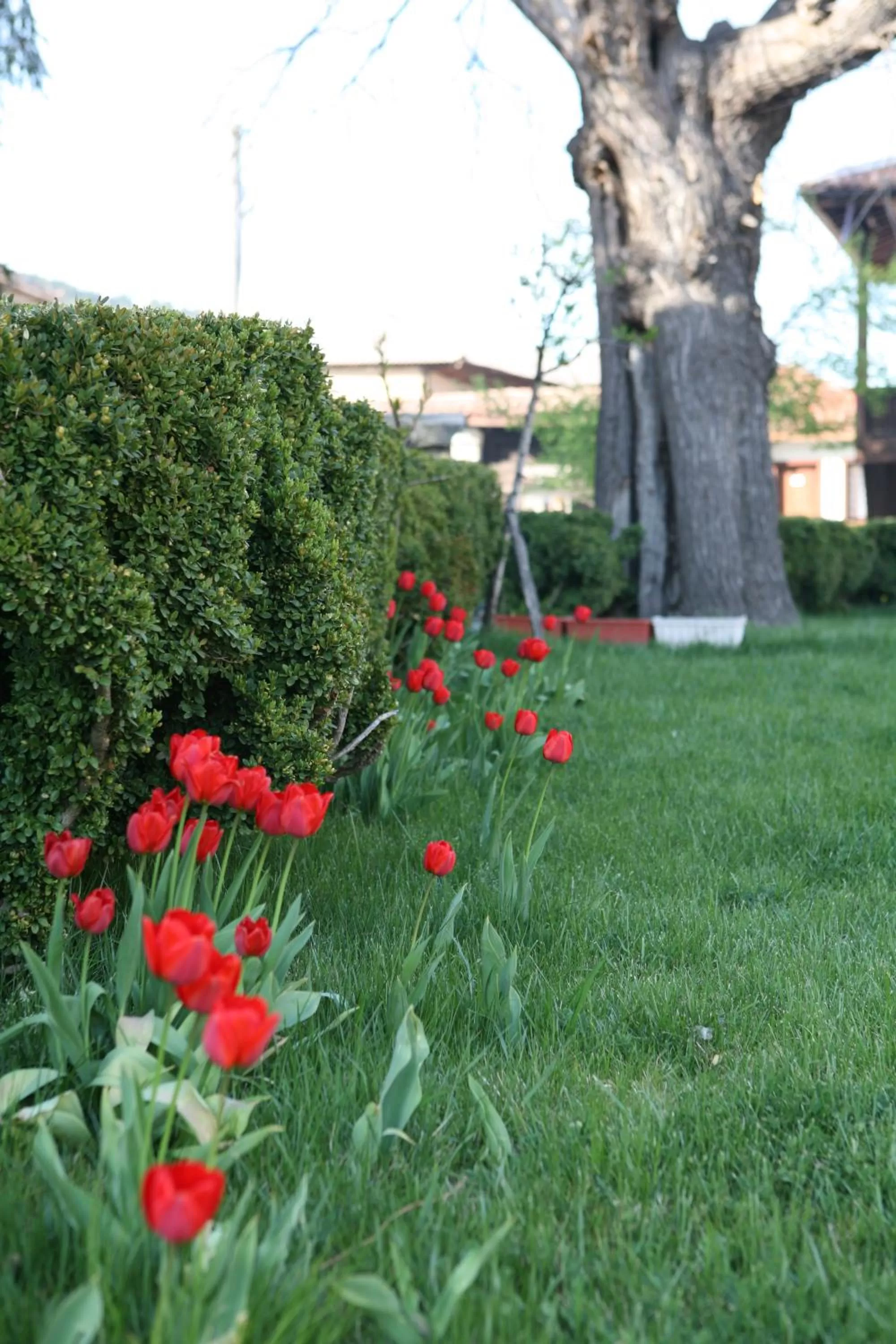 Garden in Djudjeva Kyshta Hotel