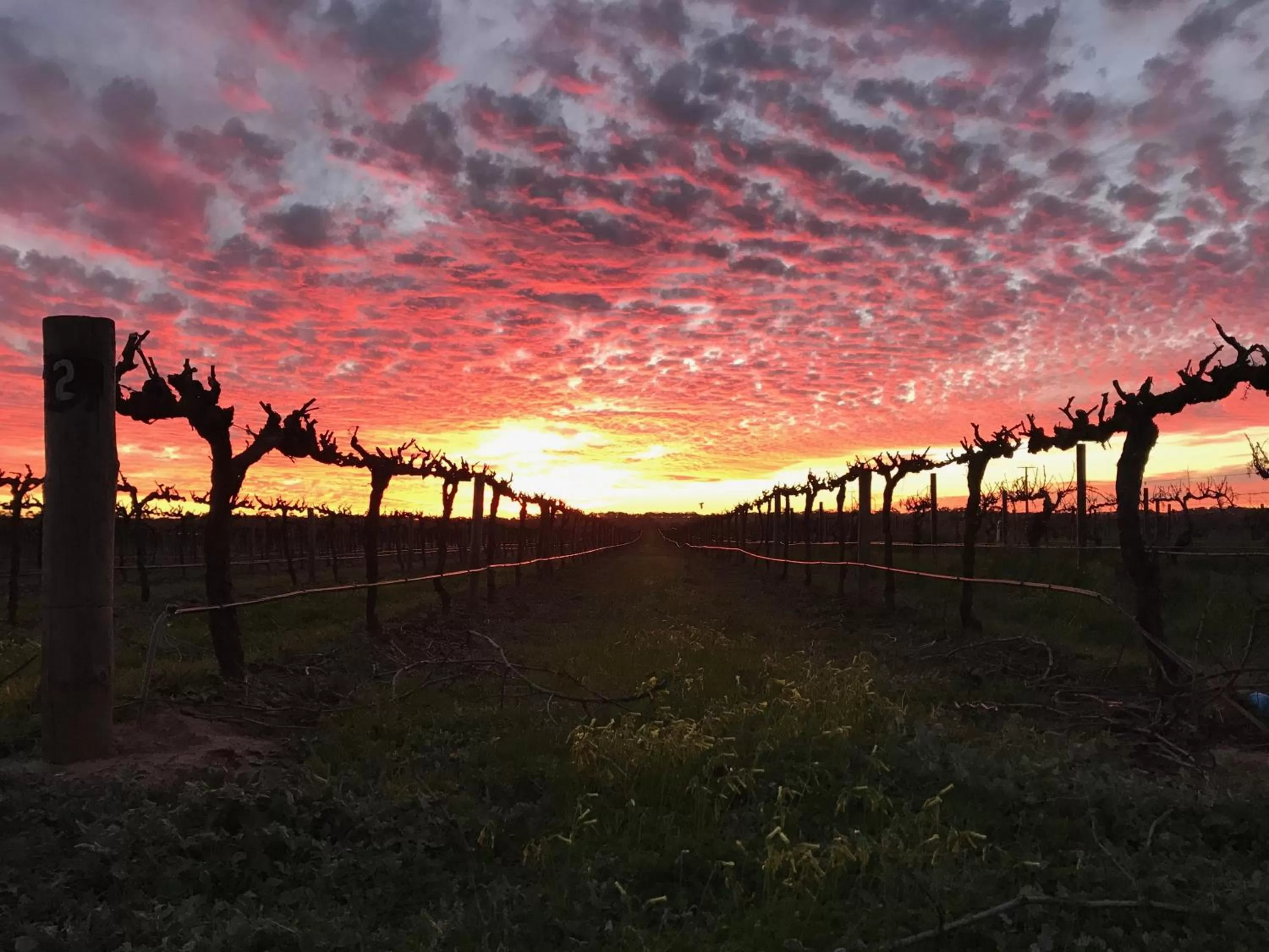 Landmark view in Barossa House
