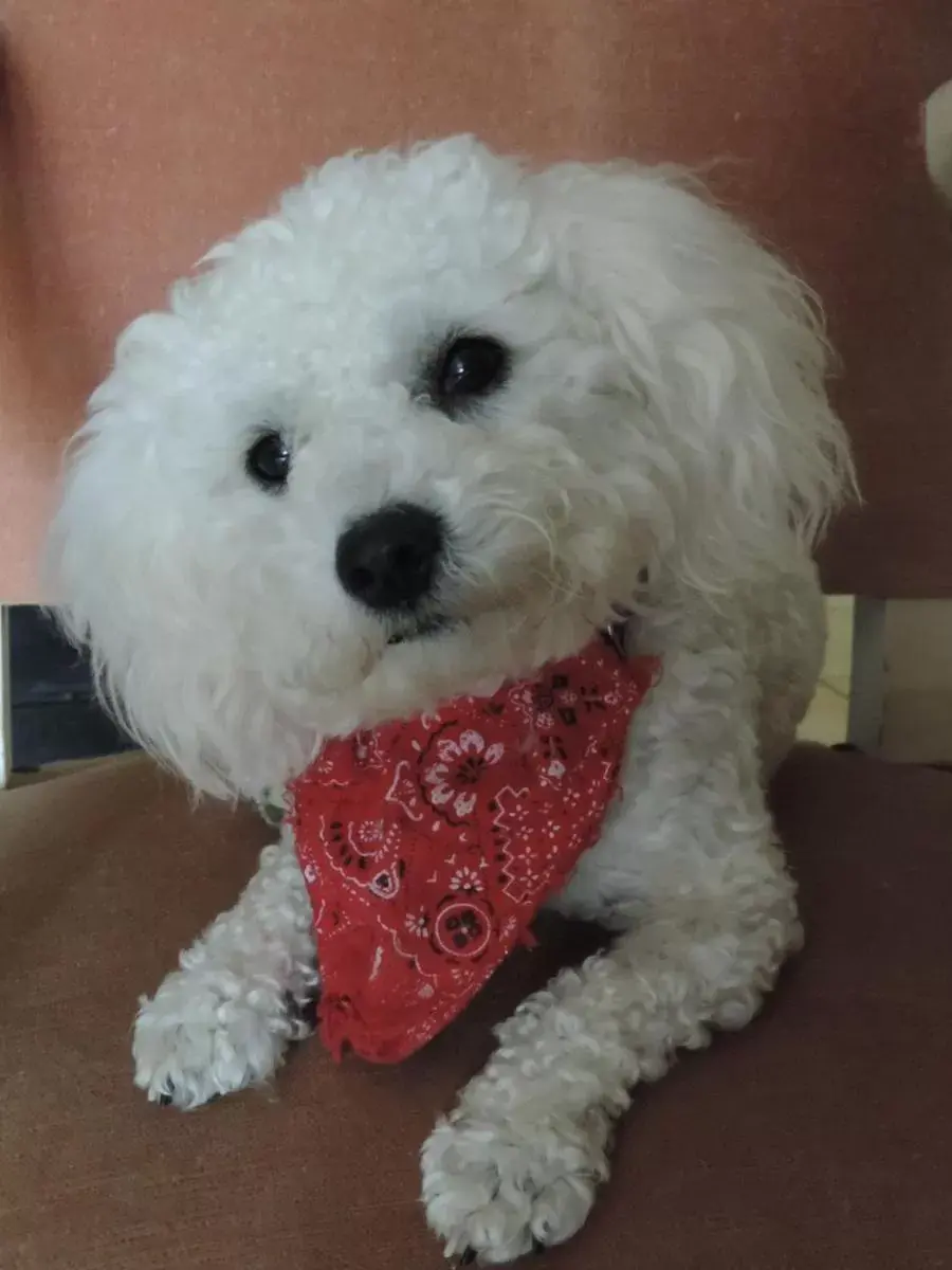 Pets in Villa Des Hortensias