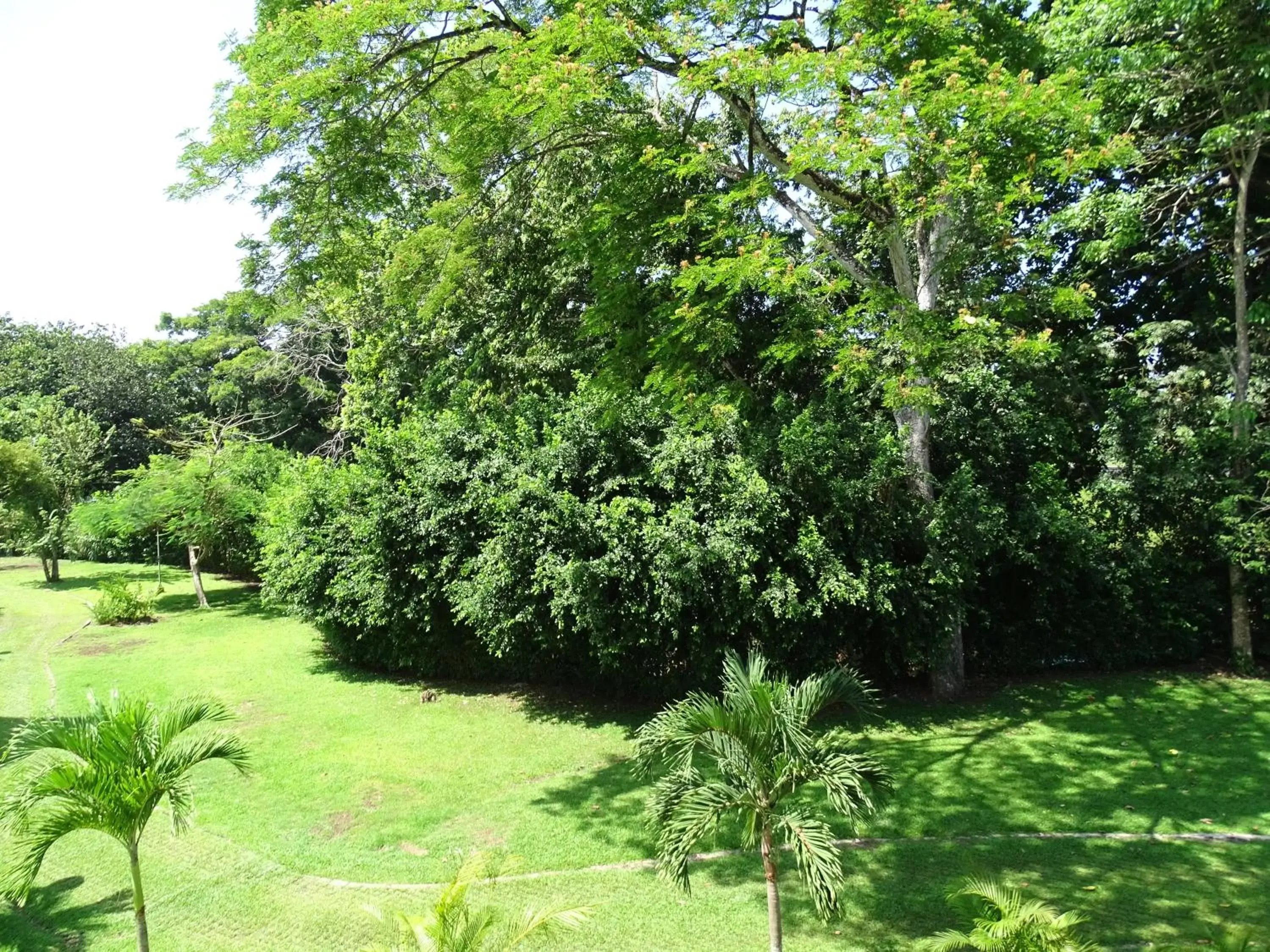 View (from property/room), Garden in Jaco Beach Condos