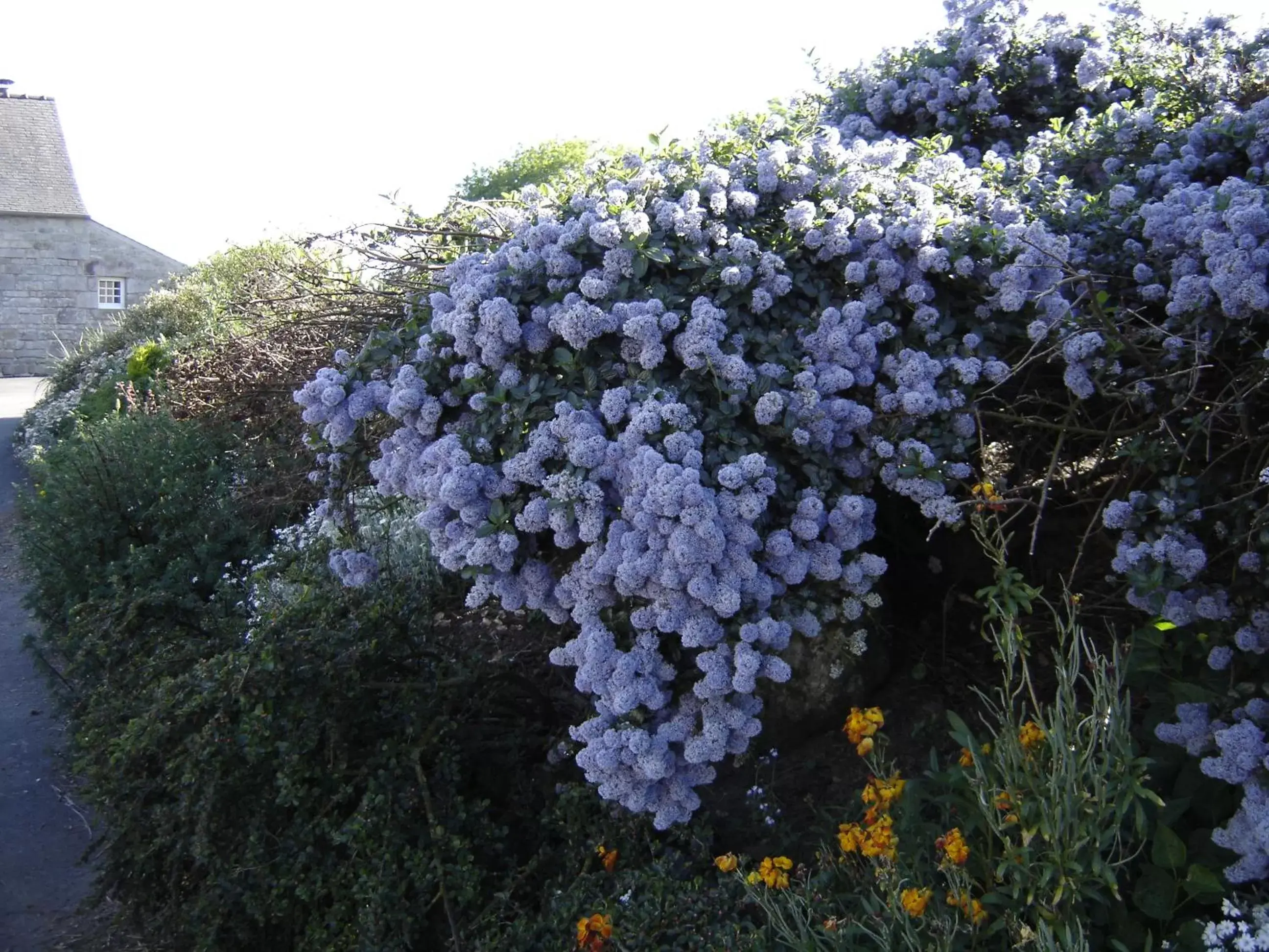 Garden view in ty dreux entre terre et mer