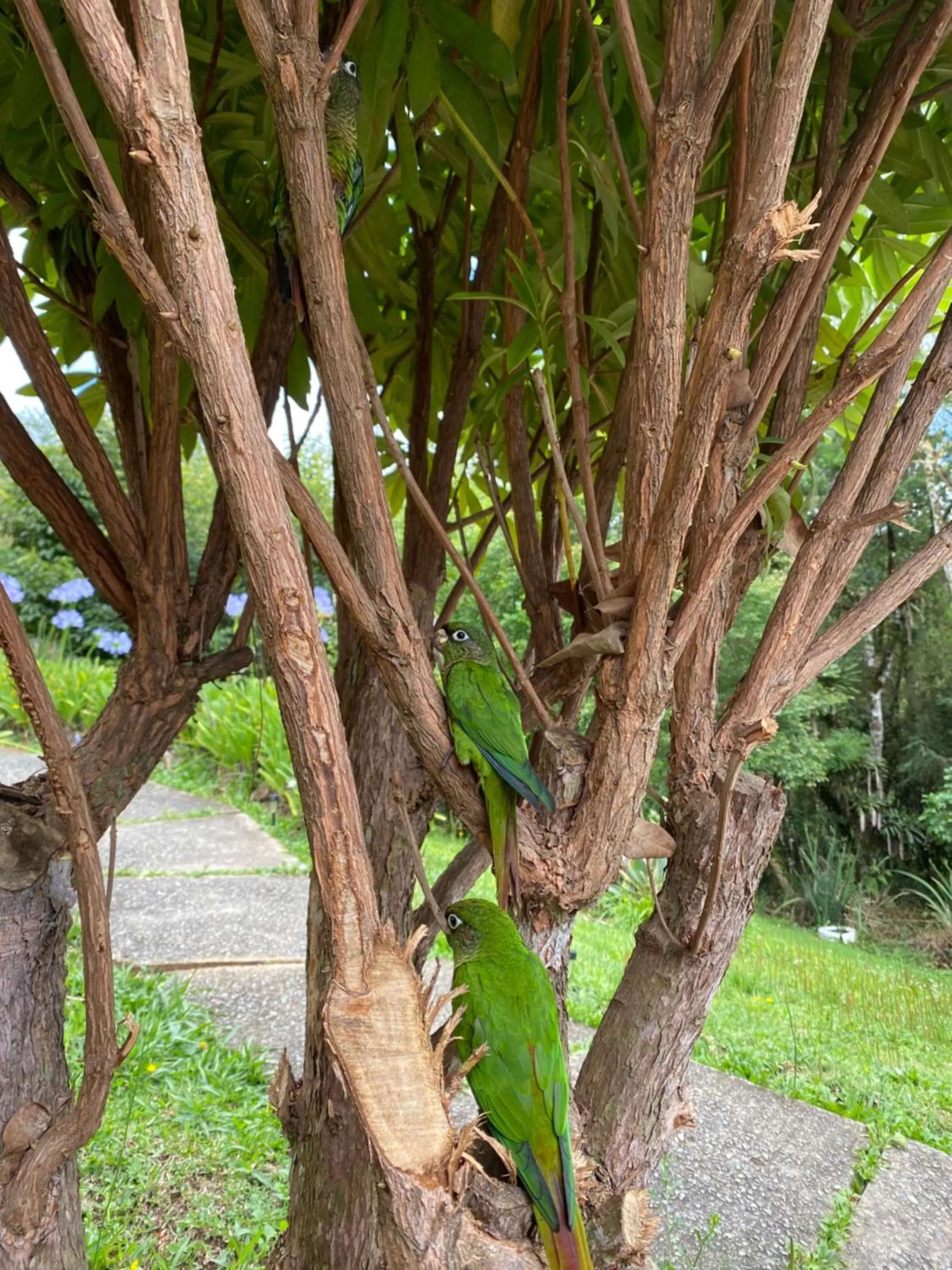 Garden in Pousada 3 Pinheiros