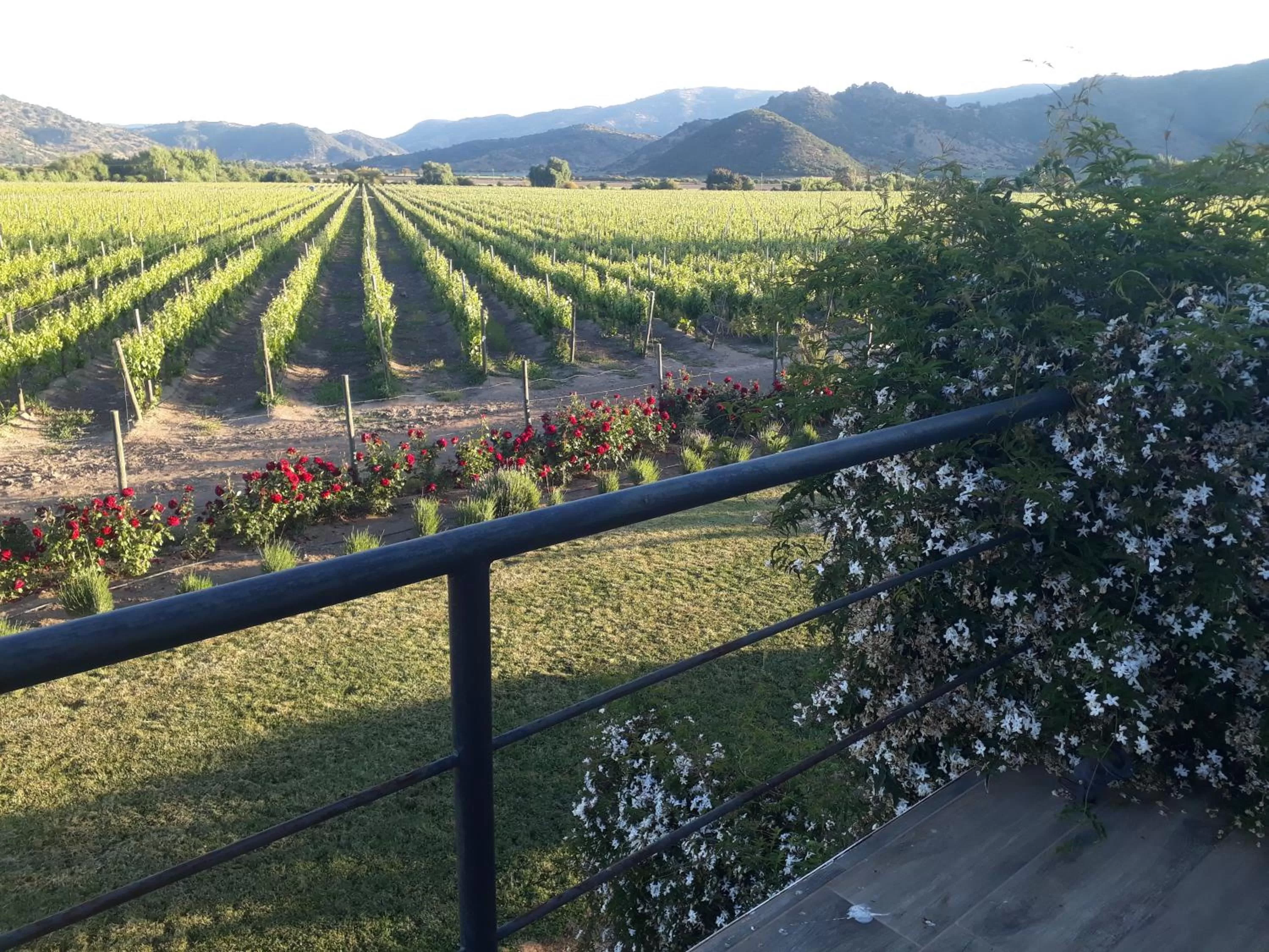 Garden in Callihue Lodge