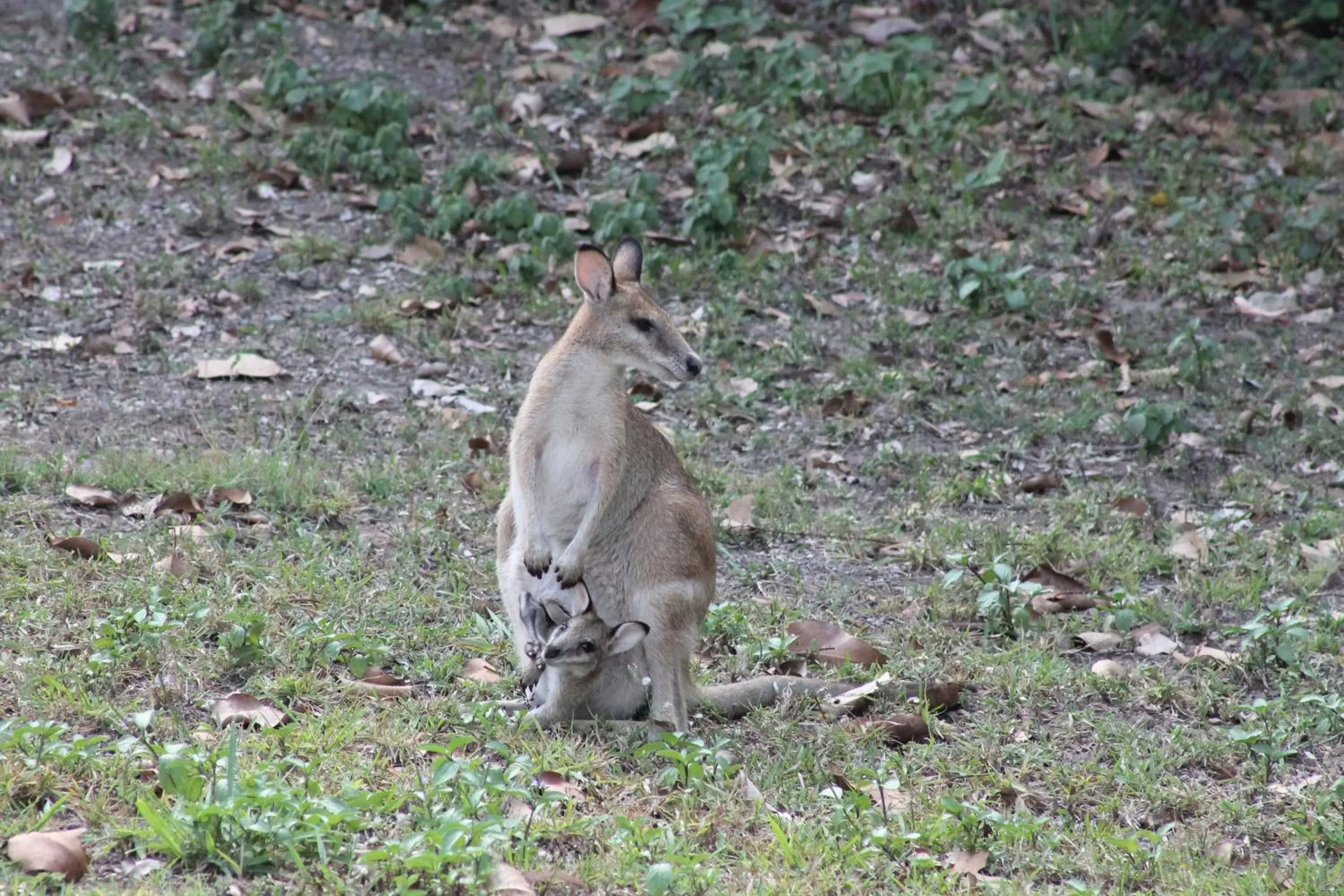 Animals, Other Animals in Airlie Beach Eco Cabins - Adults Only