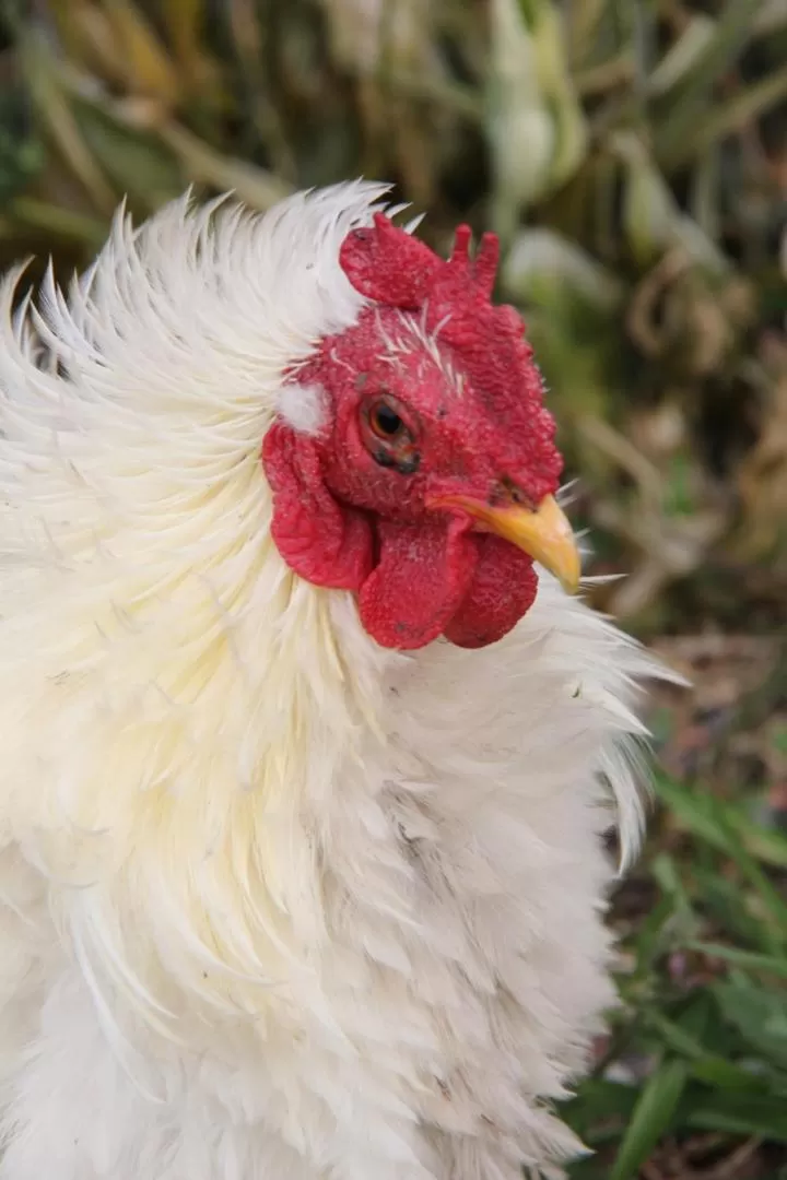 Animals, Other Animals in Rainbow Ridge Farms