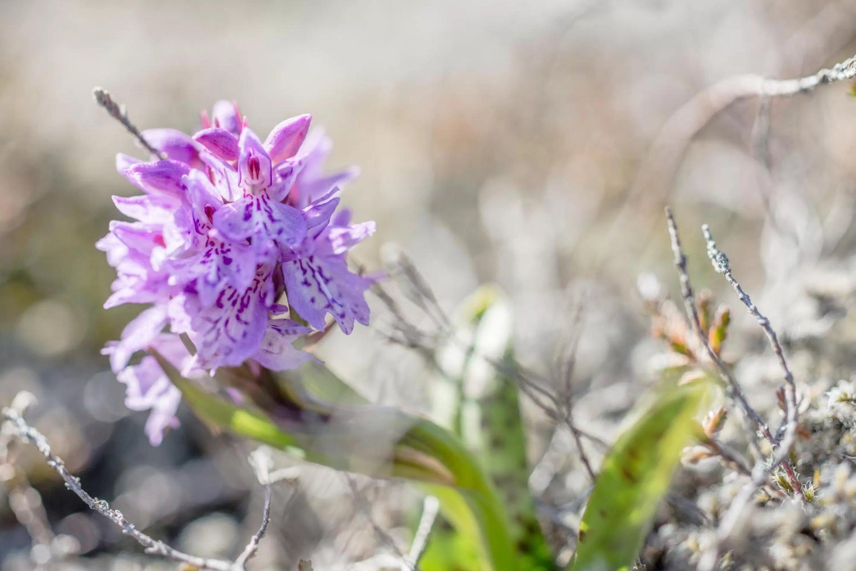 Summer in Northern Light Inn