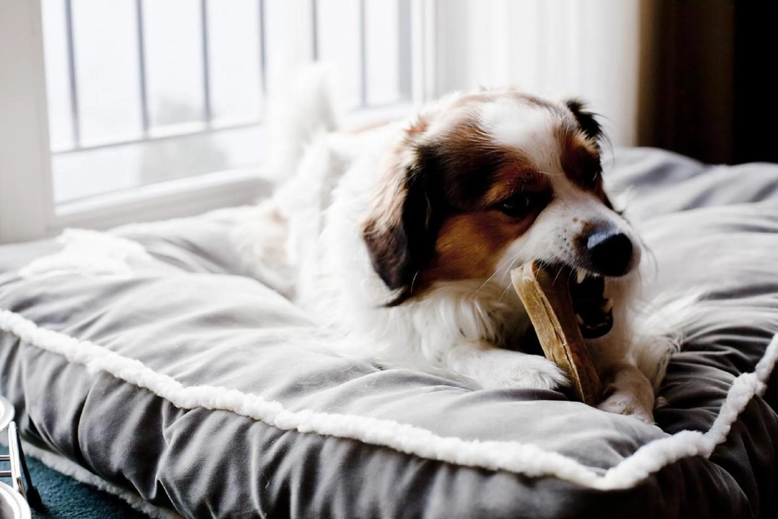 Pets in relexa hotel Stuttgarter Hof