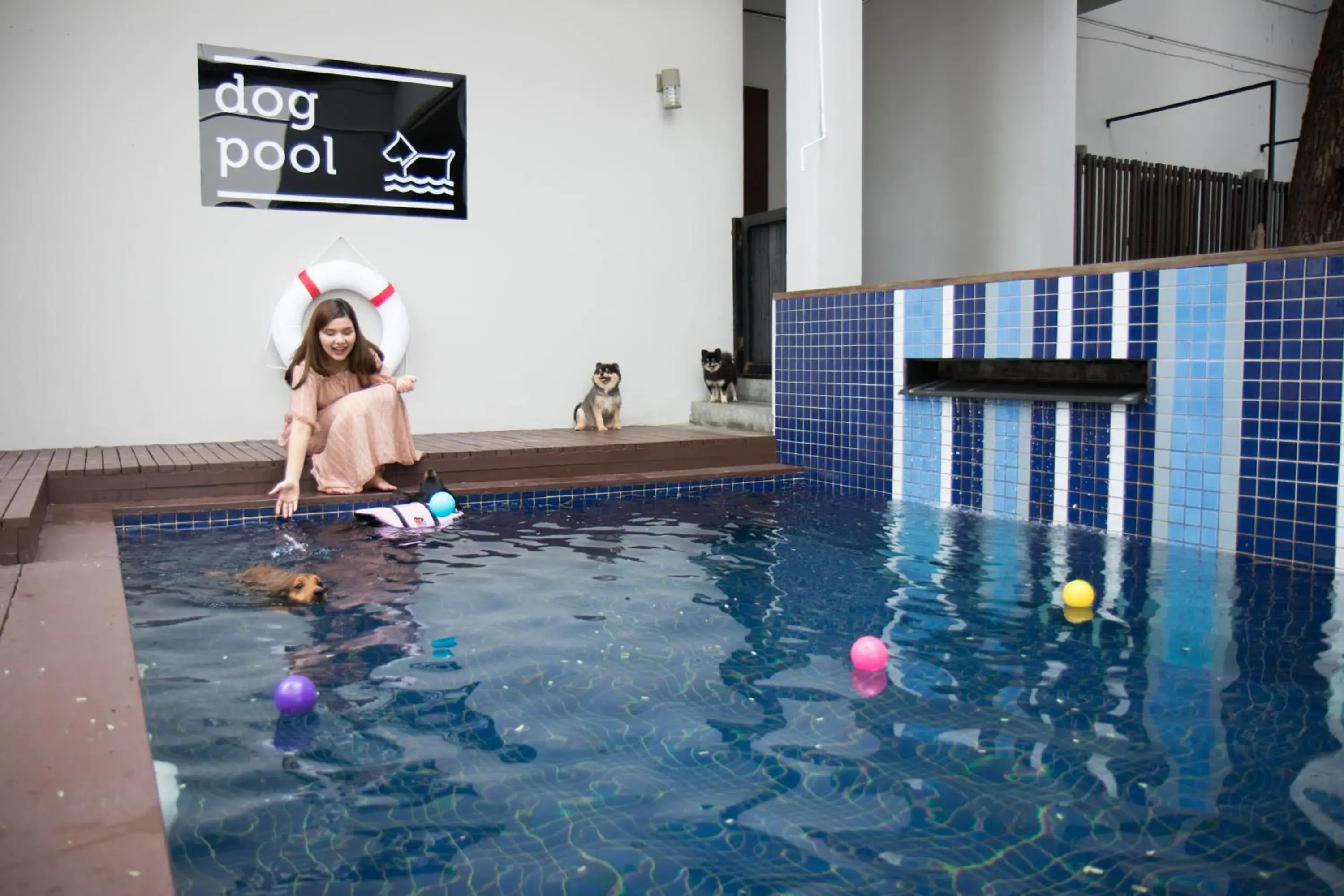 Pets, Swimming Pool in Ketawa Pet Friendly Hotel