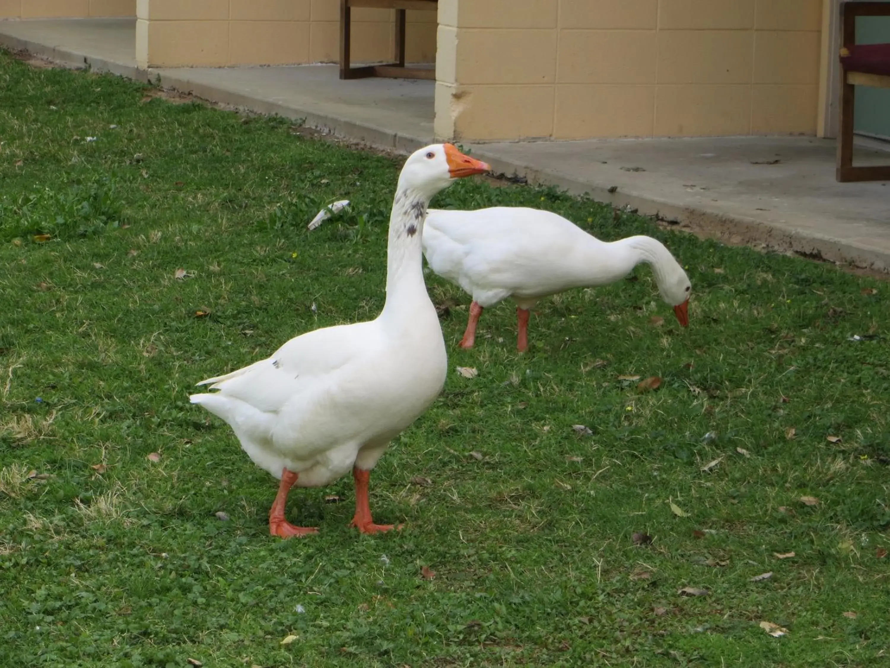 Area and facilities, Other Animals in River Place Inn