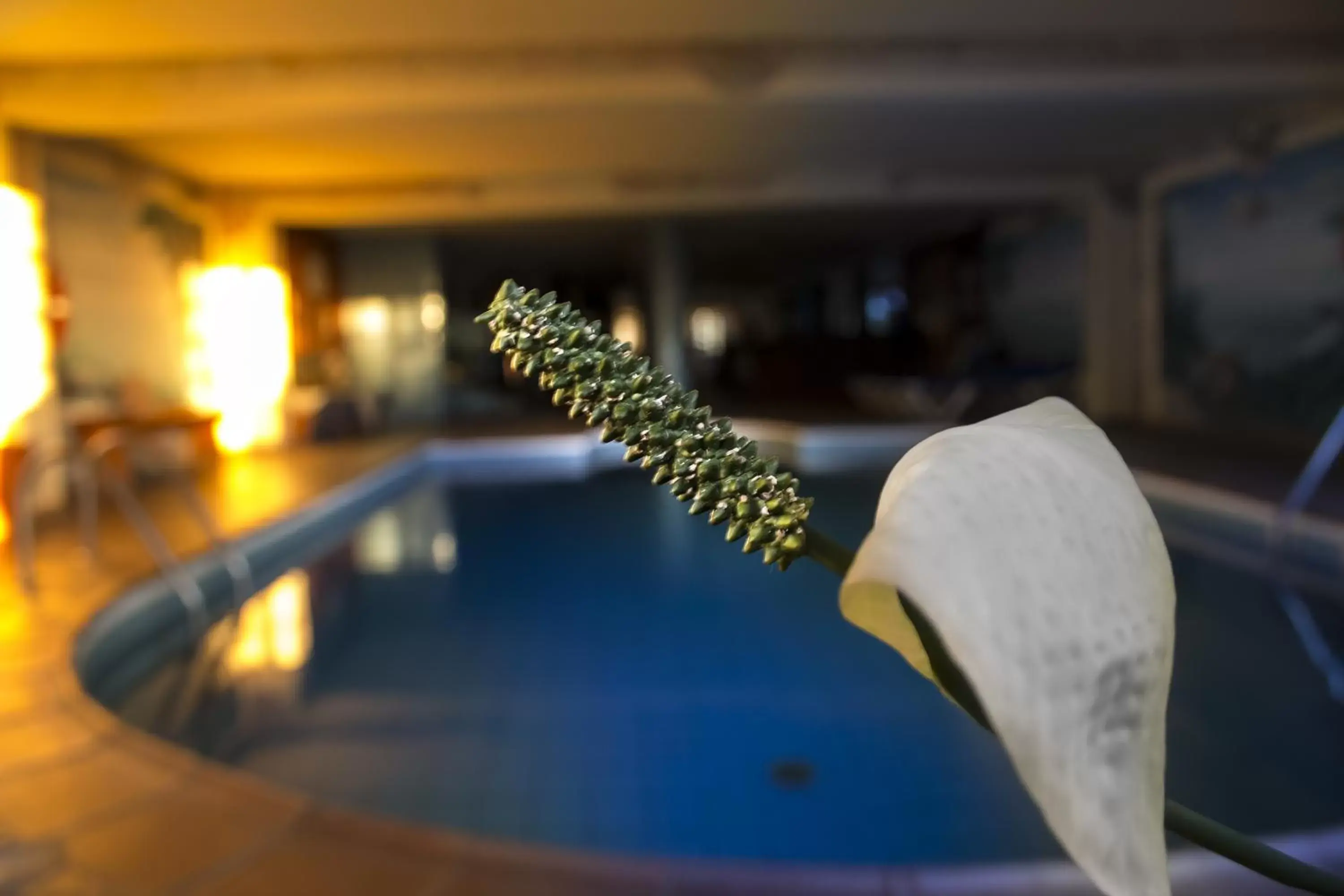 Swimming pool in Hotel La Palma Romántica Swimming pool in Hotel La Palma Romántica