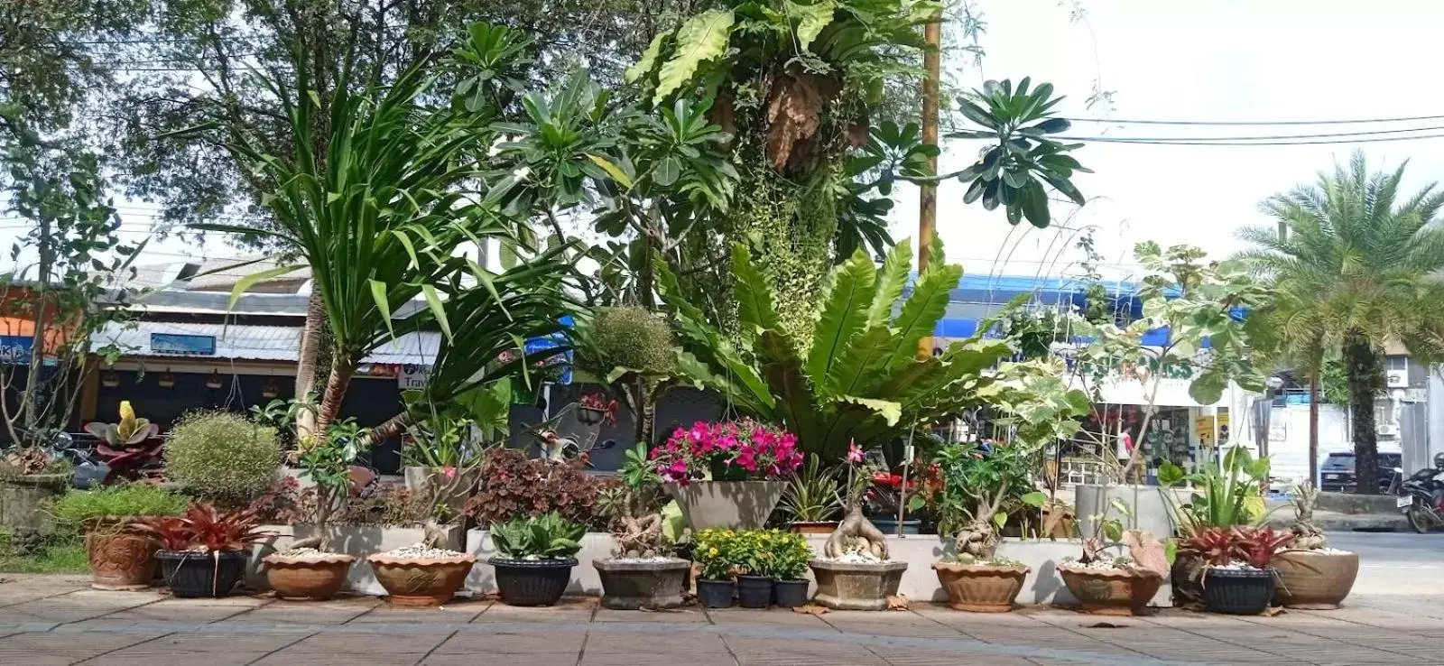 Garden in Sea Star House