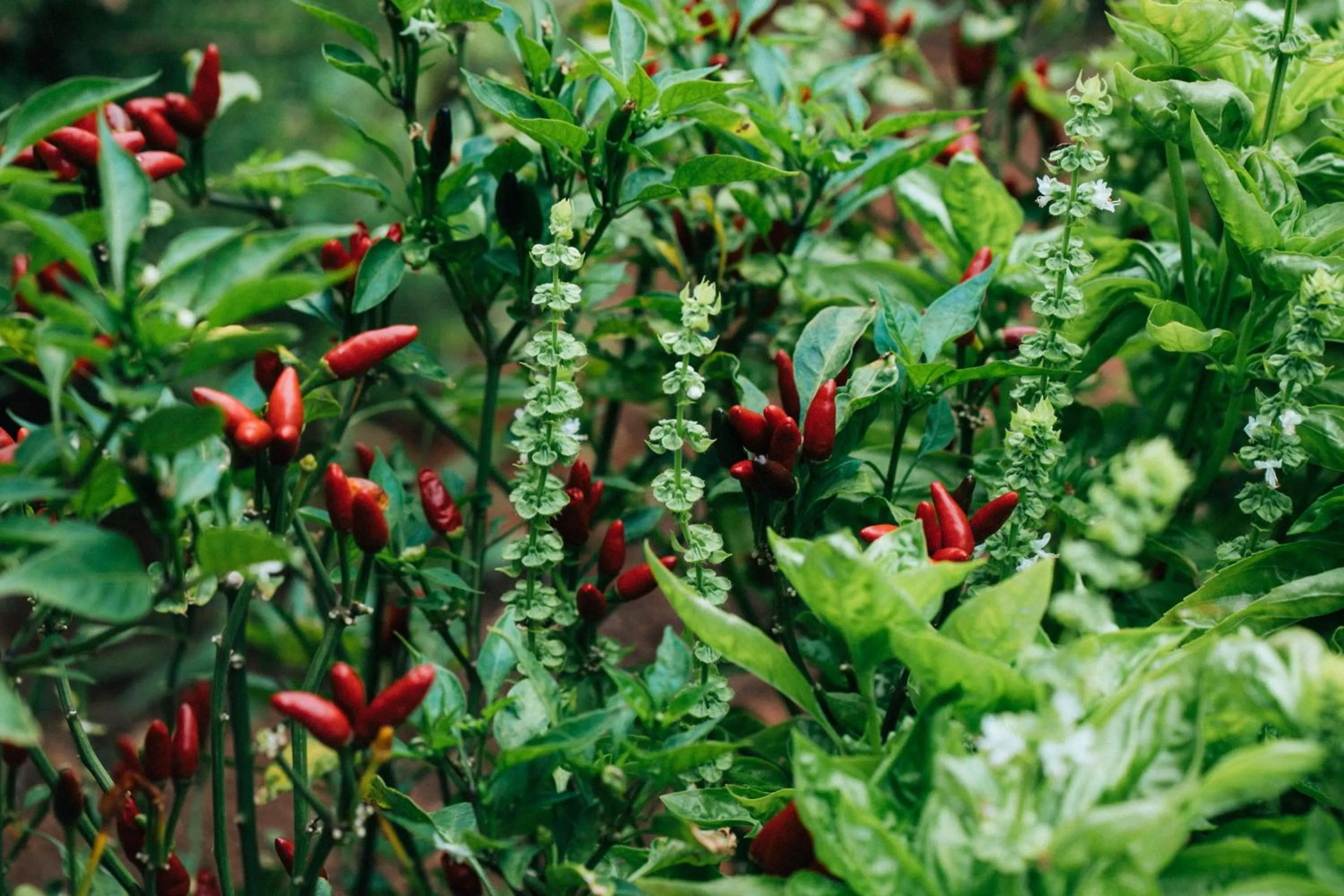 Natural landscape in The Views Oasis
