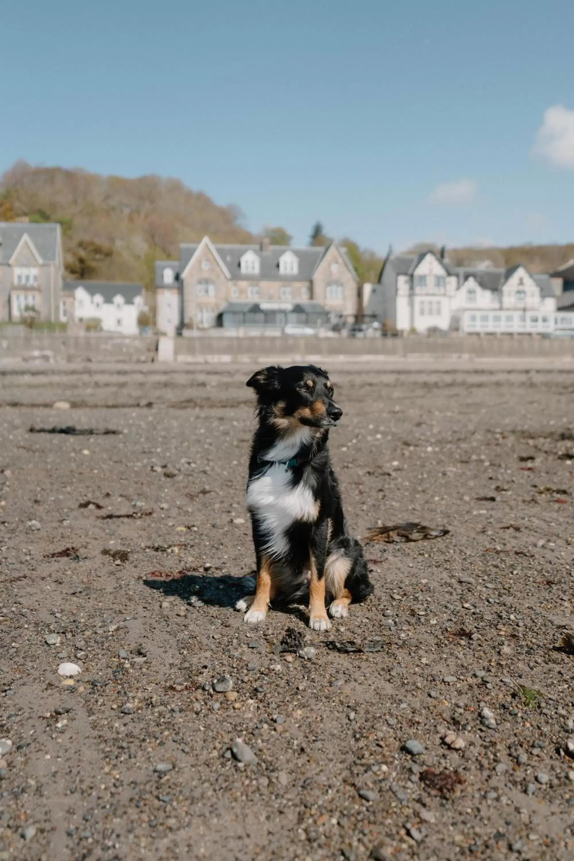 Pets in Oban Bay Hotel