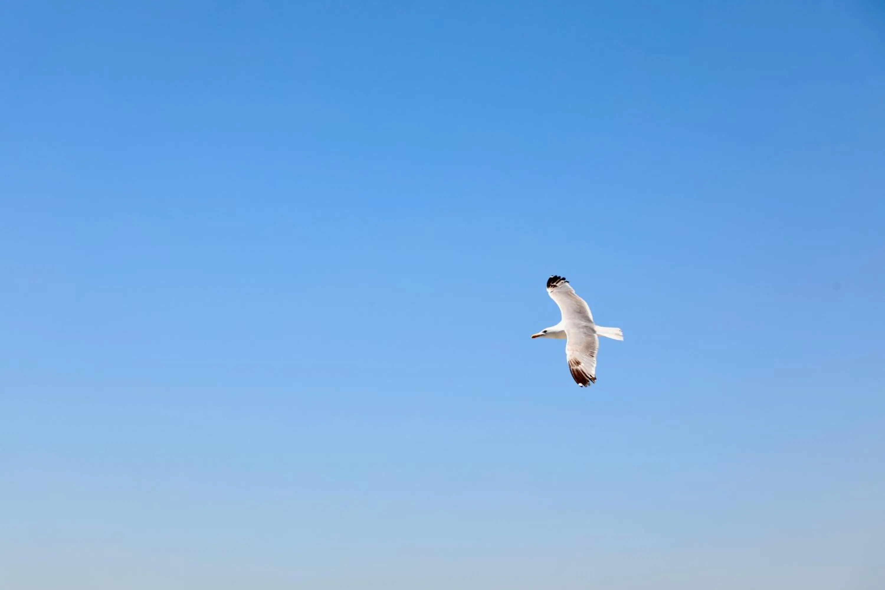 Day in Istanbul Royal Hotel