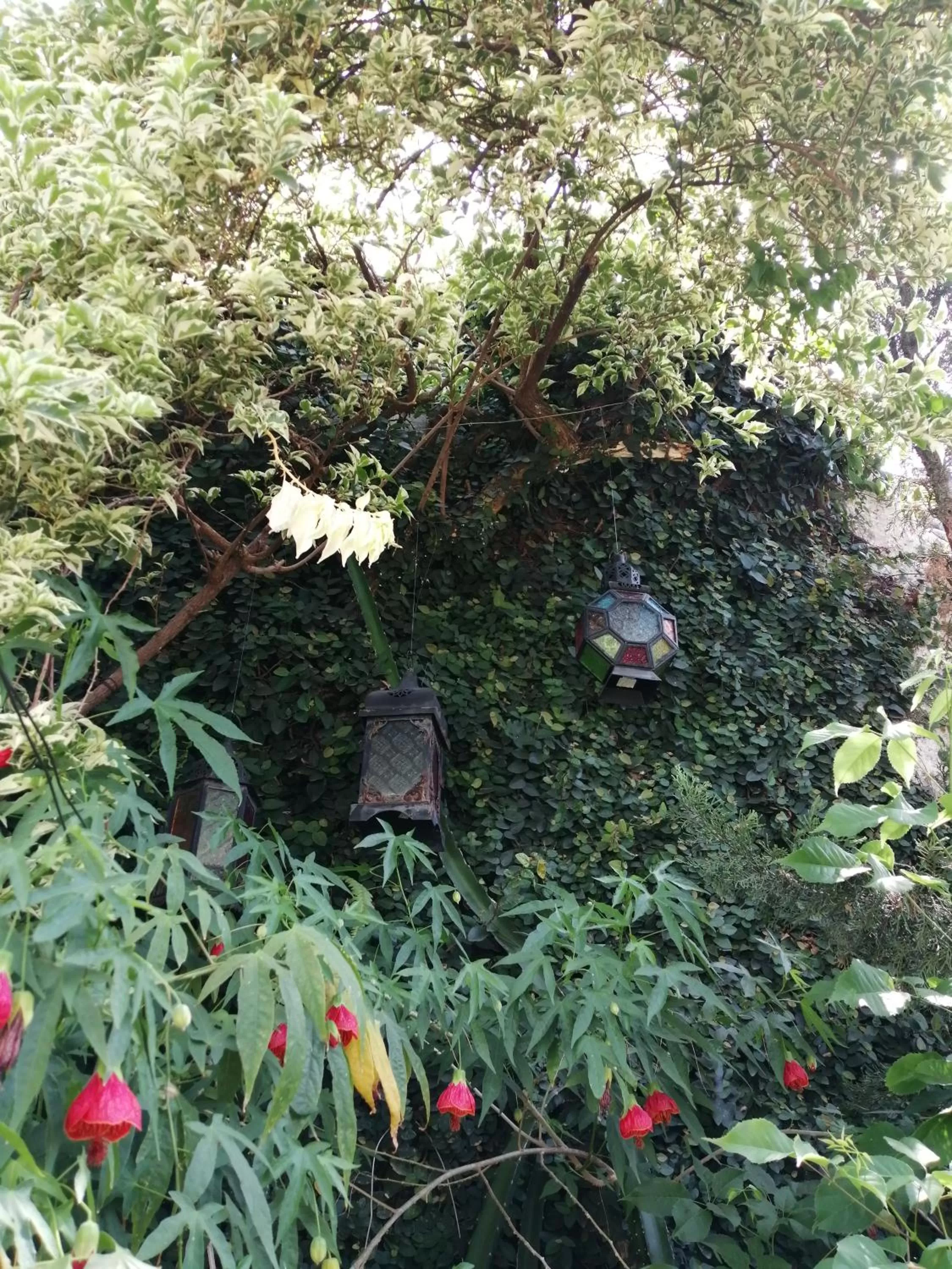 Garden in Granados