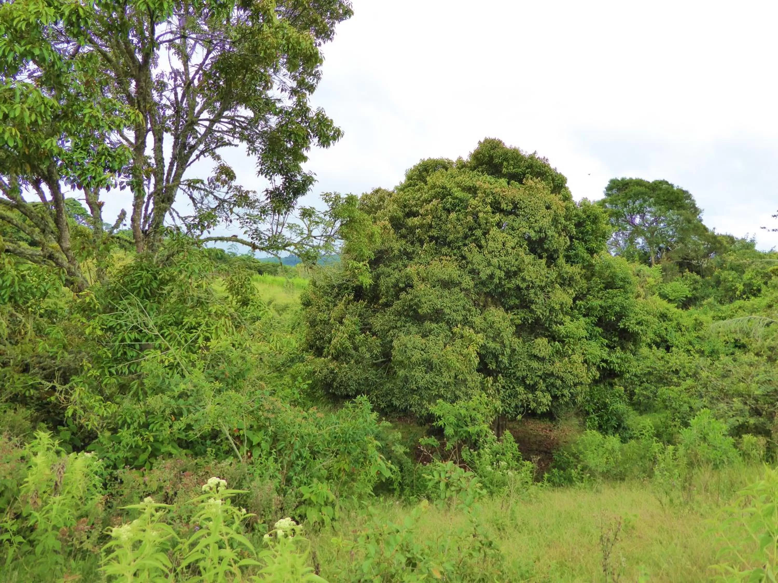 Natural landscape in Finca El Cielo